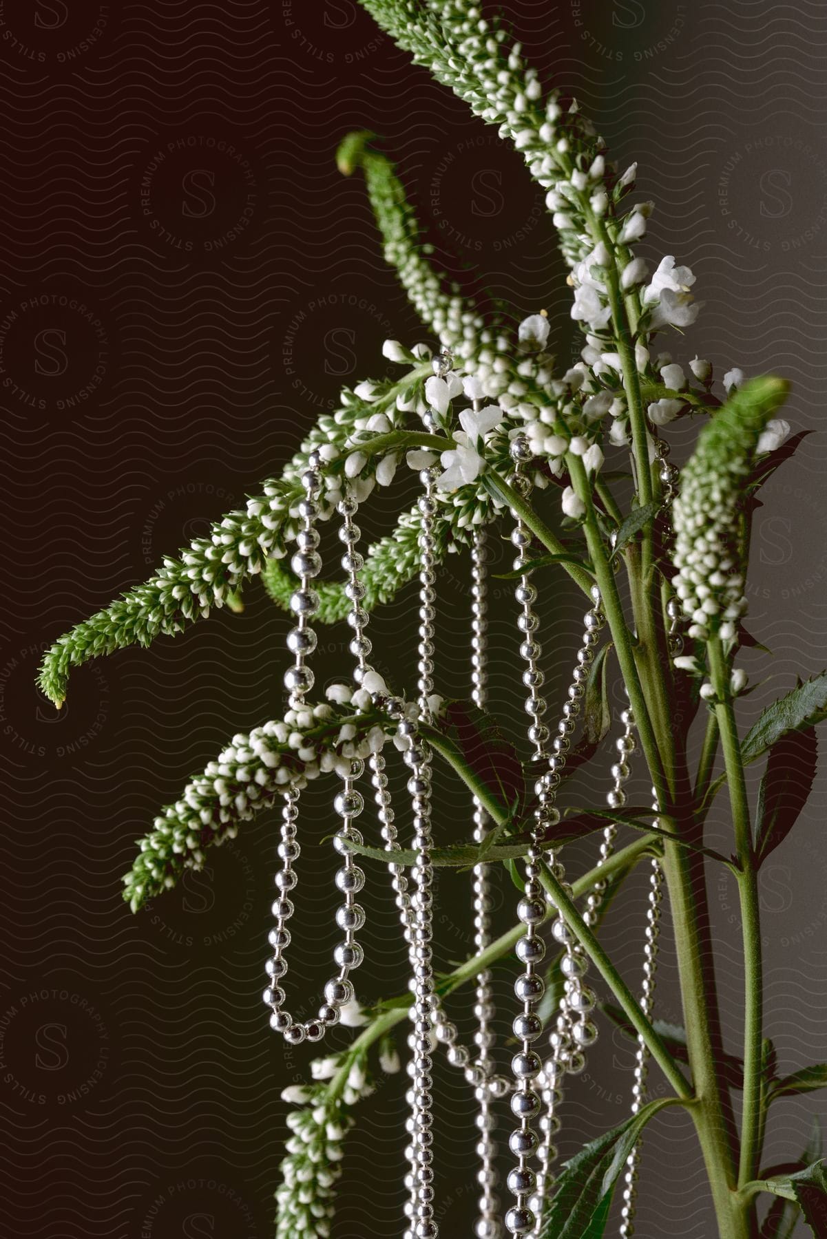 Still Life of a plant with a green stem and flowers emerging from white petals with a necklace of silver polka dots.
