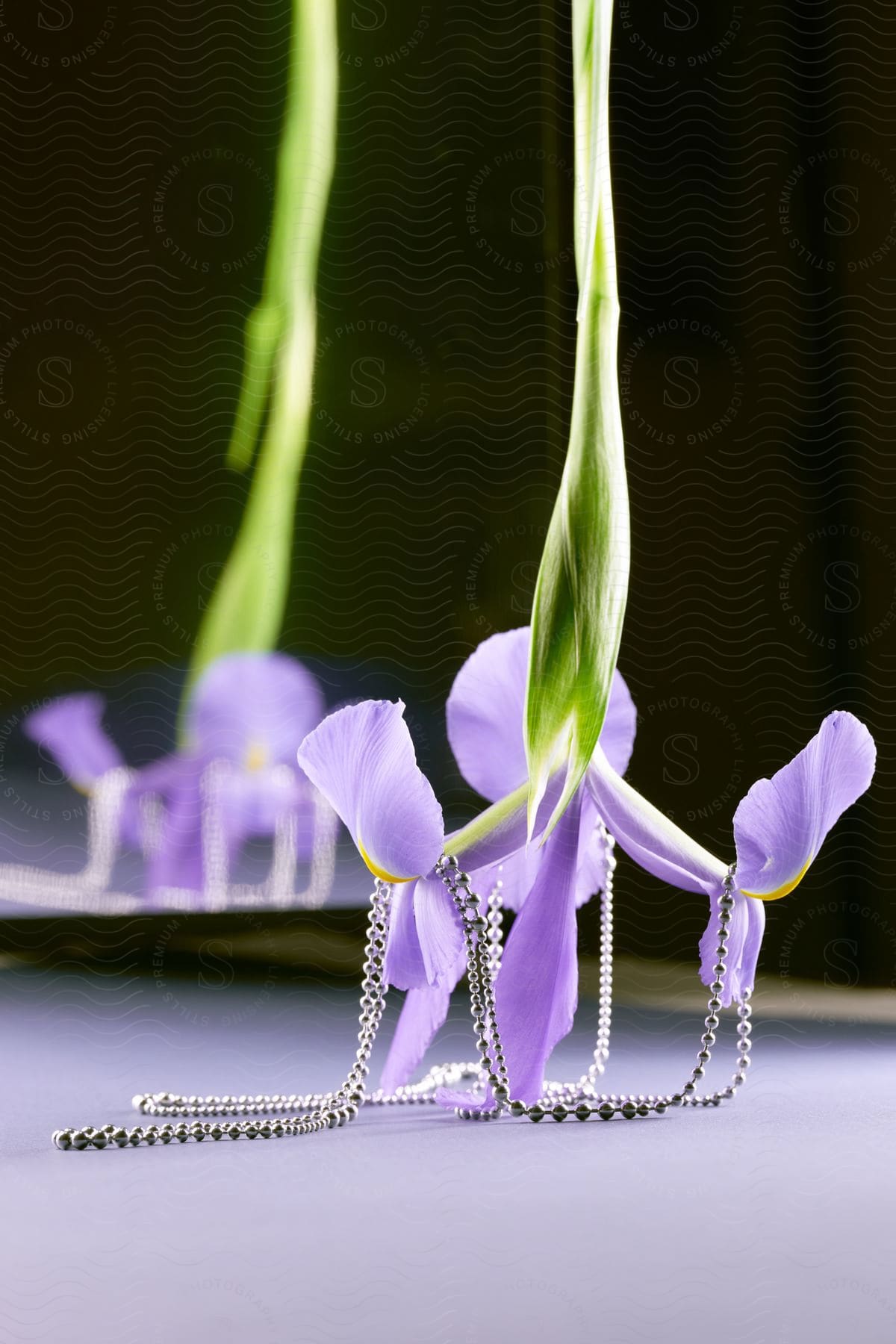 Inverted purple iris flower with petals draped over a silver chain necklace on a gray surface