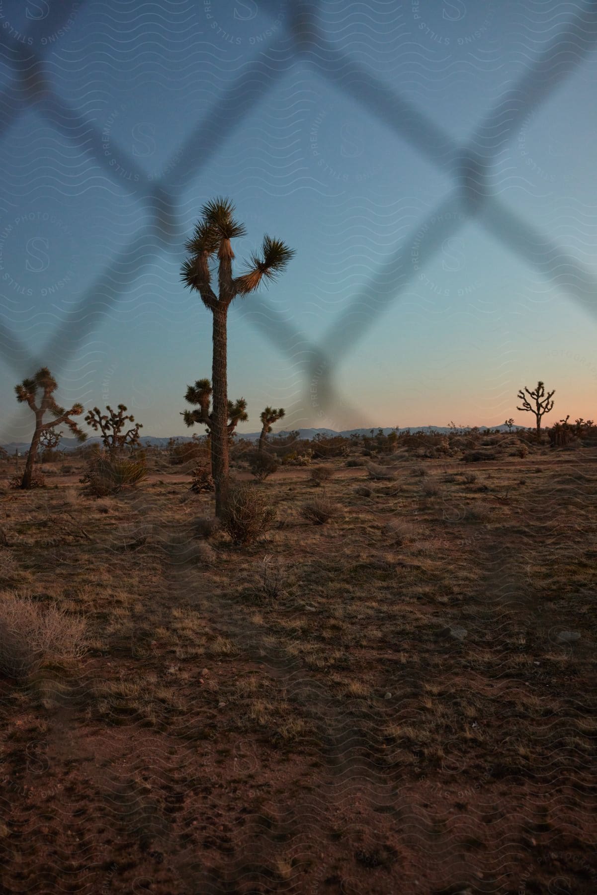 Beyond a wire fence, the wilderness stretches out, with cactus plants dotting the dry land.