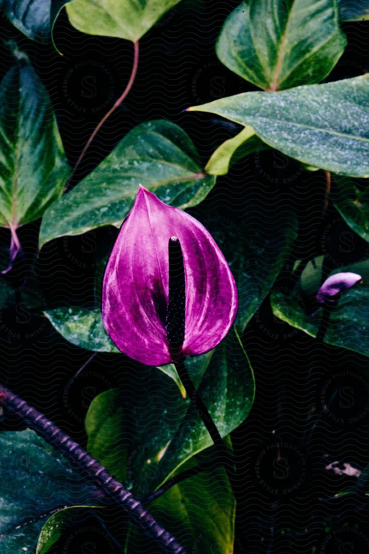 Stock photo of a green plant with purple and green leaves