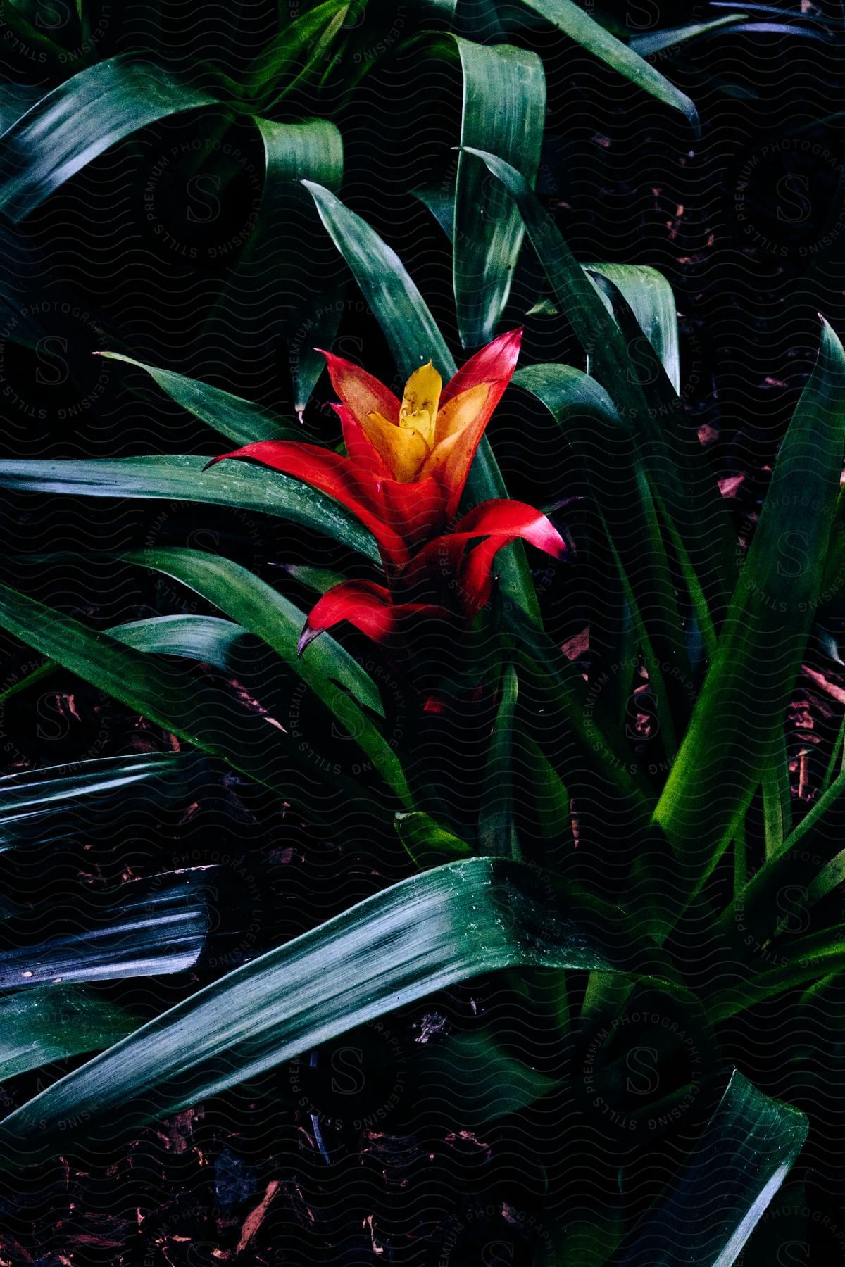 A vibrant flower stands out among dark soil and grass