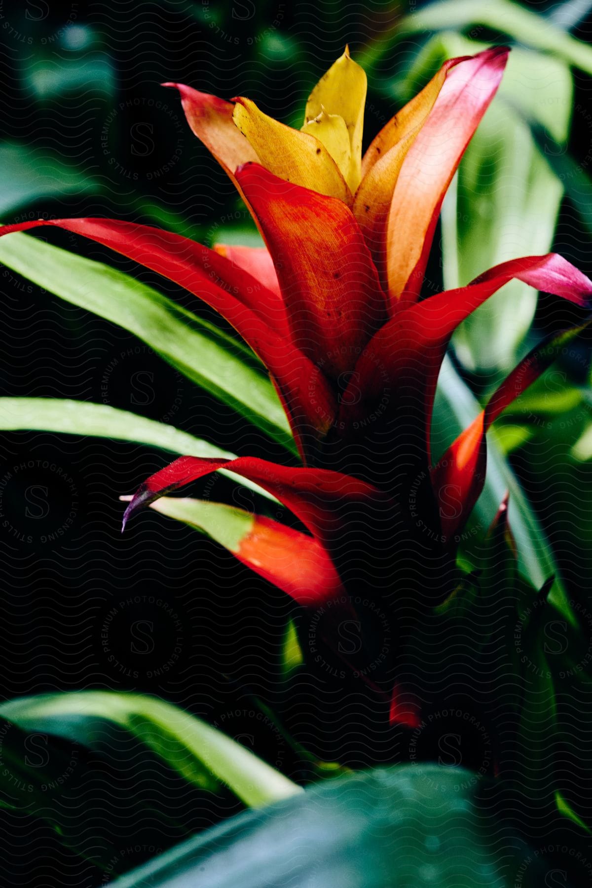 Stock photo of close-up on bromeliad botanical plant with sun flare.