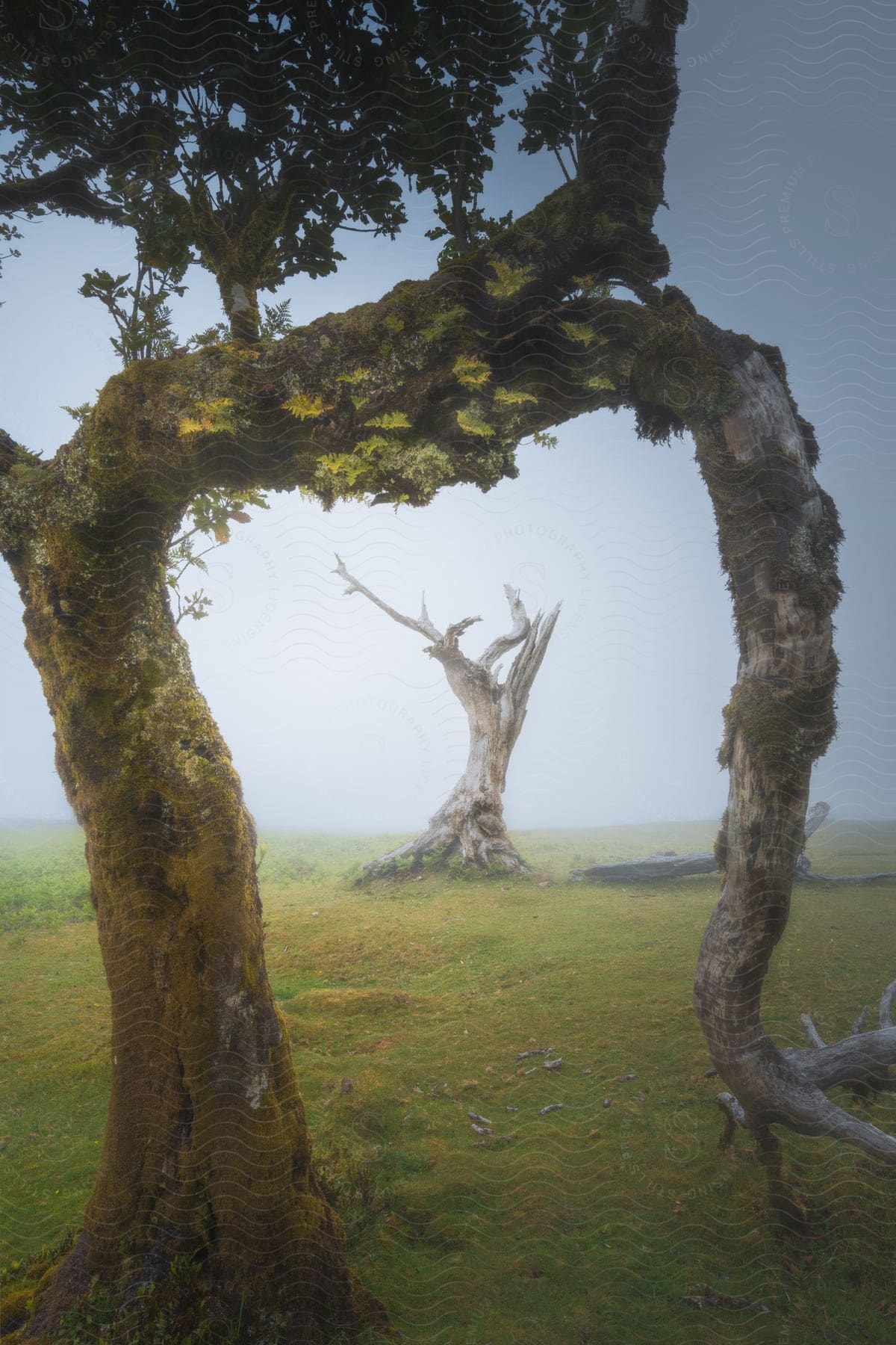 A view of some trees in a grassland area.