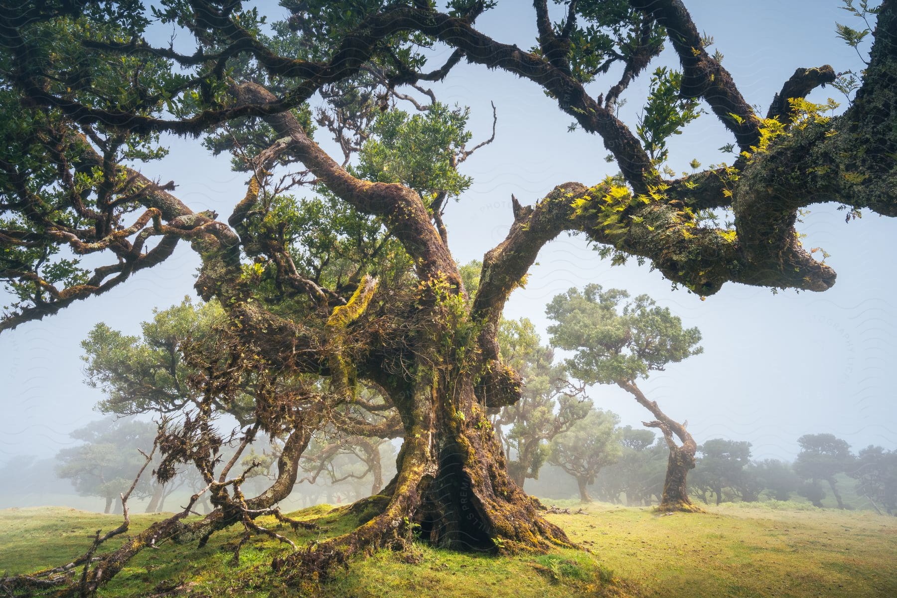 Large tree with hollow in the trunk stands in foggy field scattered with trees.