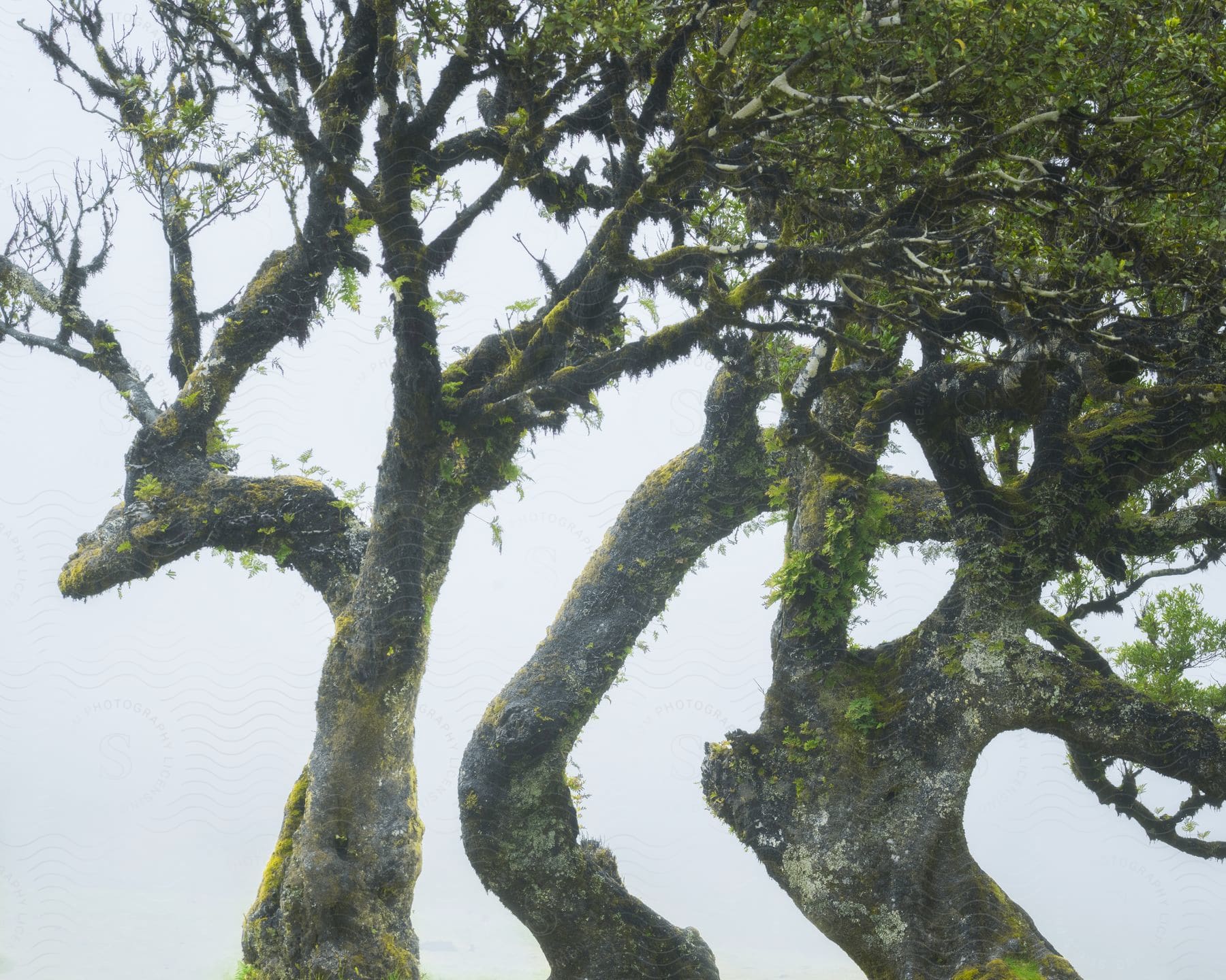 A tree with the folliage green against an overcast sky