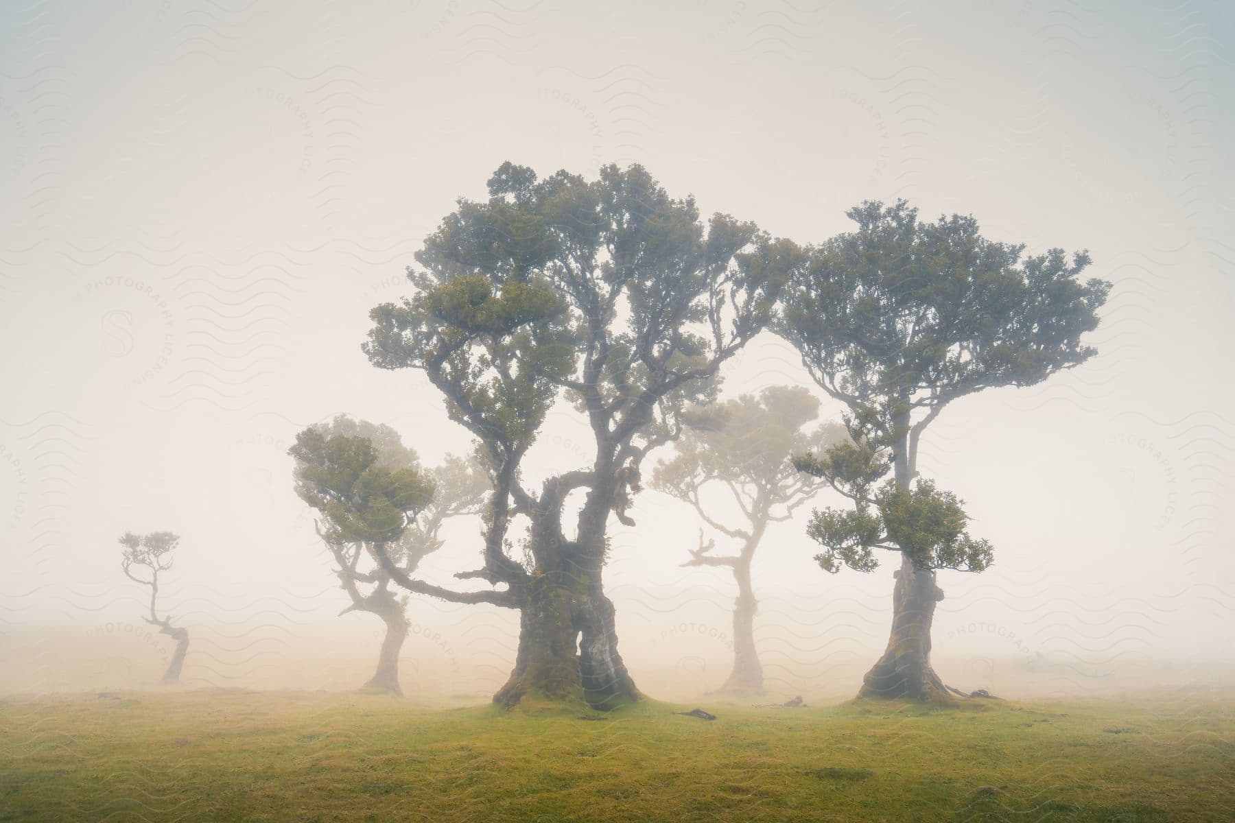 Five trees with green leaves on a grassland