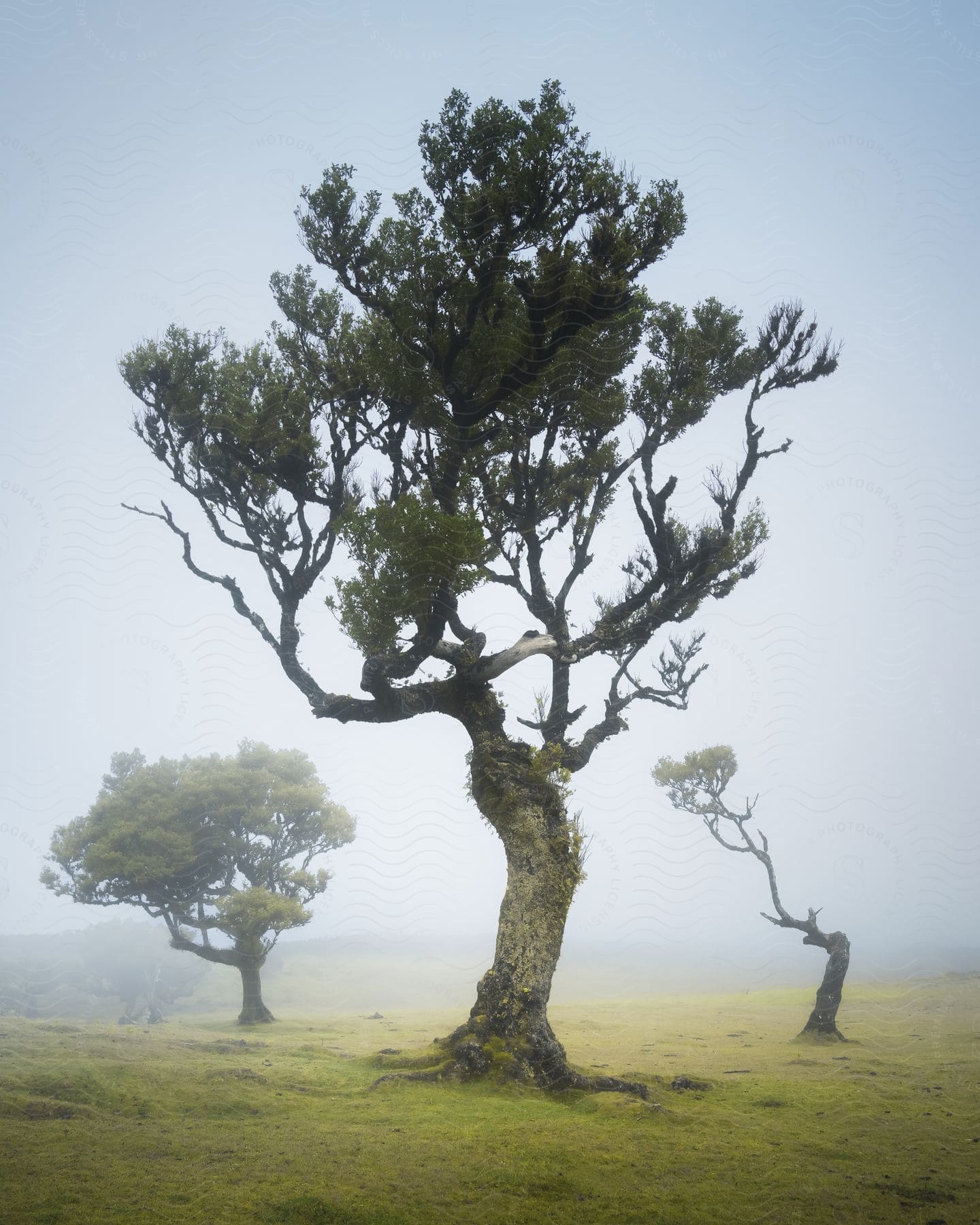 Stock photo of towering trees emerge from the fog onto a green field, creating an ethereal and tranquil atmosphere.