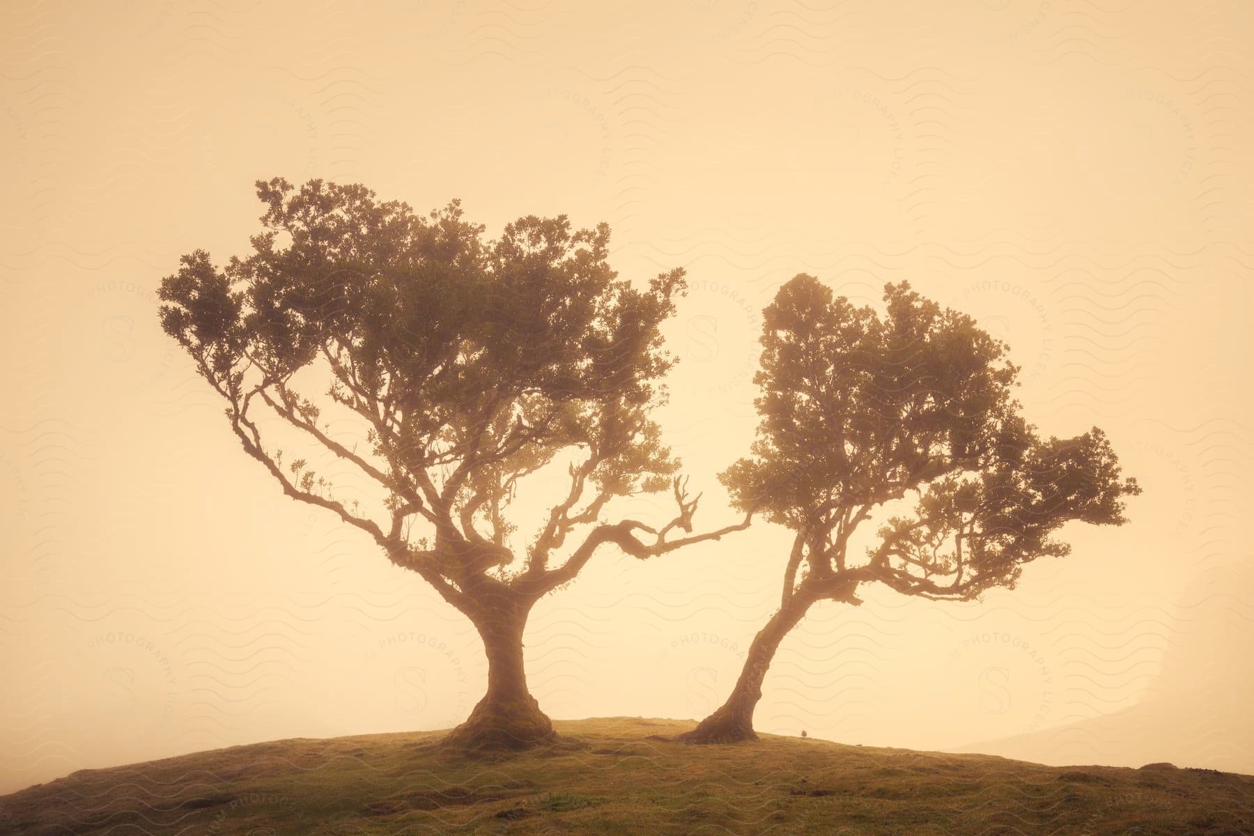 Two trees stand on a hill at sunrise, with golden fog behind them.