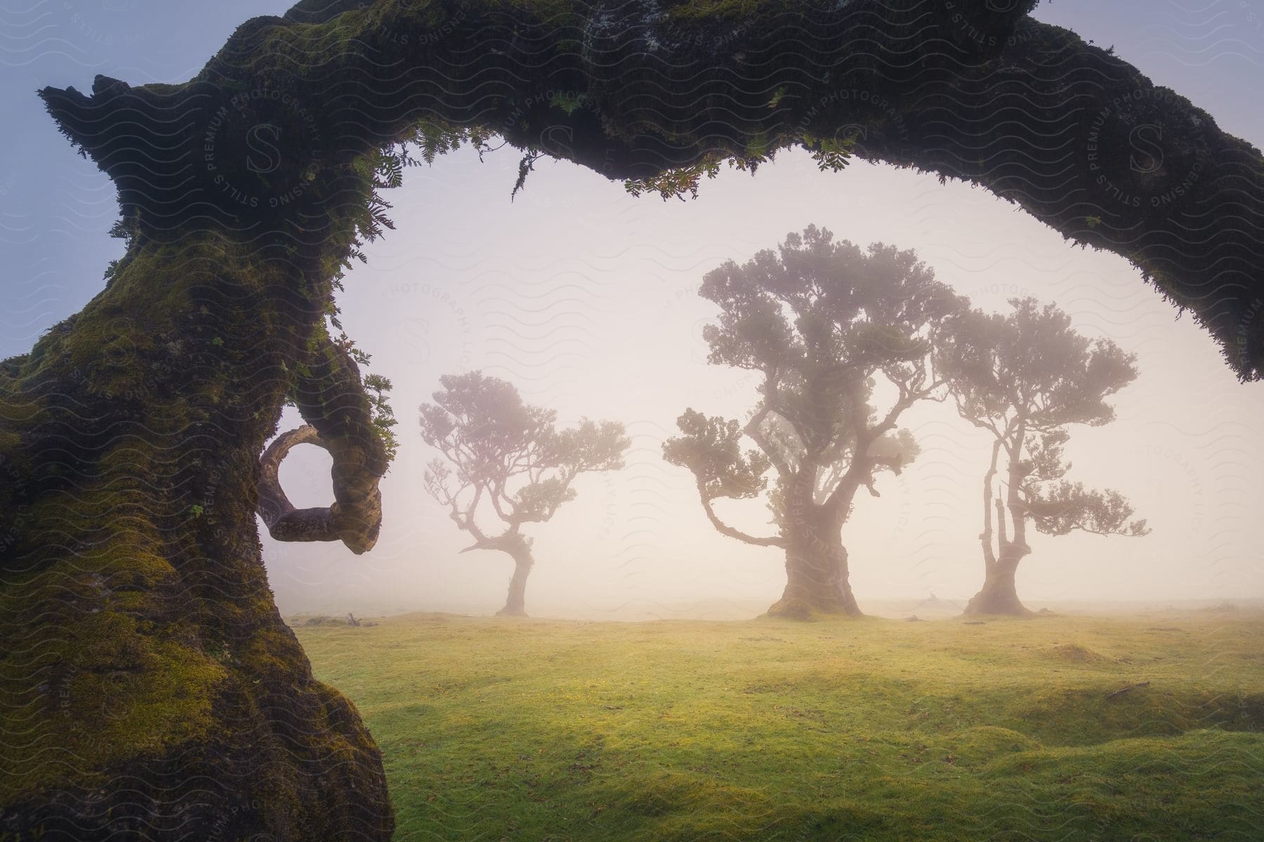 Moss covered tree arches over ground across grass from  a trio of fog obscured trees.