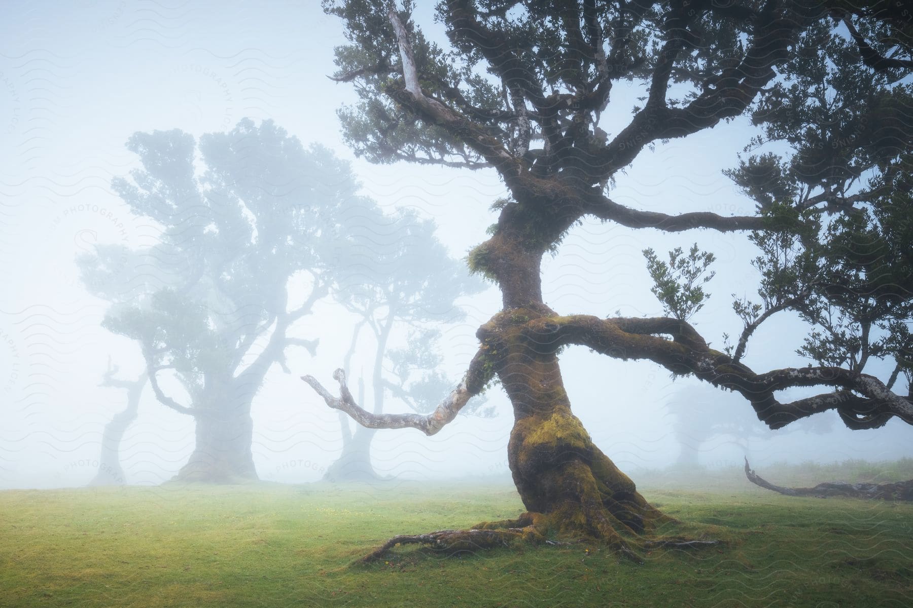 Twisted tree stands on field across grass from other fog obscured trees.