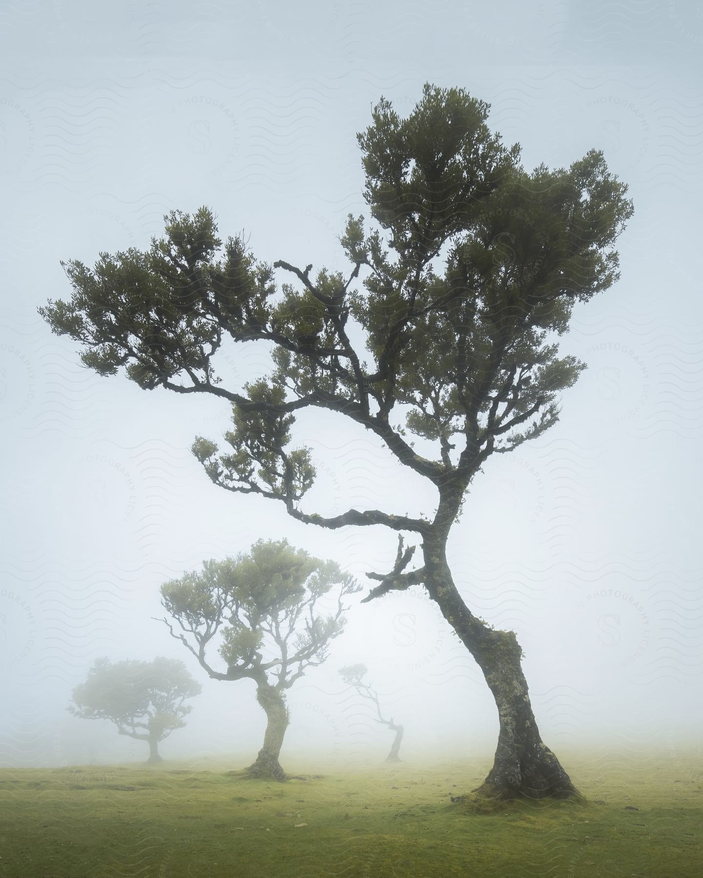 A huge tree with its crooked stem hanging to the left and behind it there are some other trees and they are all in a green field with fog