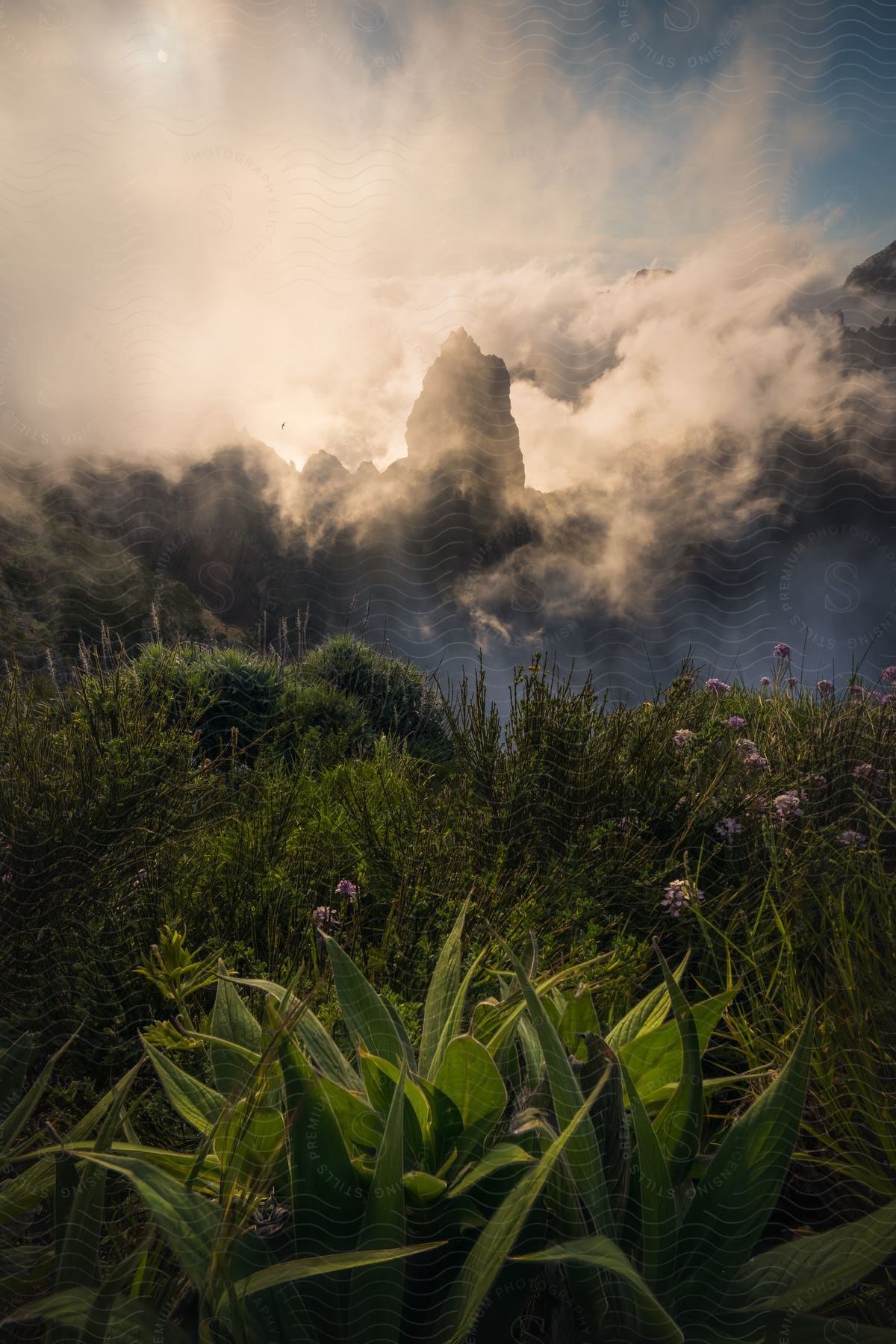 Landscape of greenish vegetation on a mountain with fog and clouds during the day