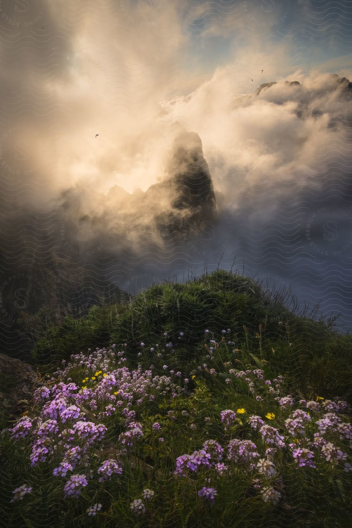 A field of blooming flowers in front of a mountain range partially hidden by heavy mist.