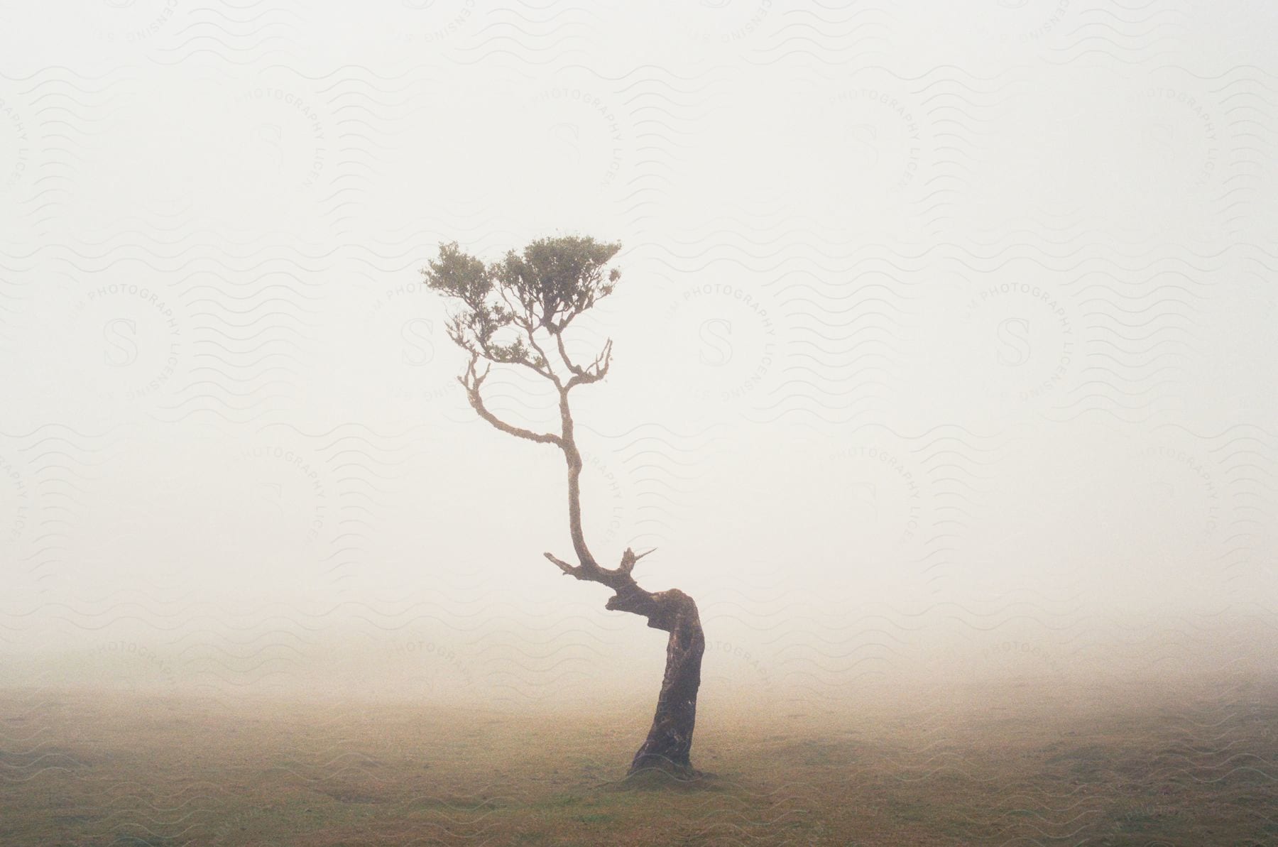 A crooked tree stands in a foggy field