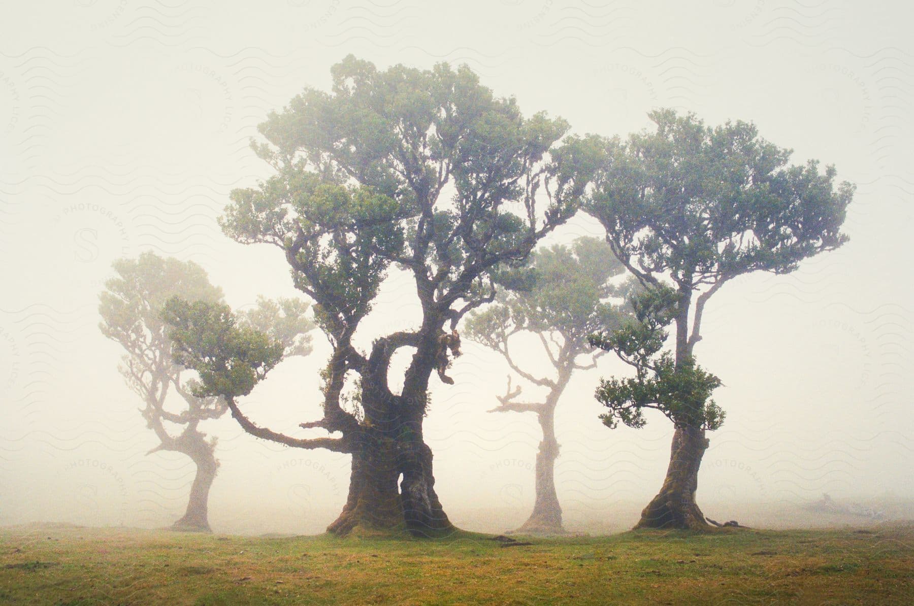 Ancient, gnarled trees in a misty landscape.