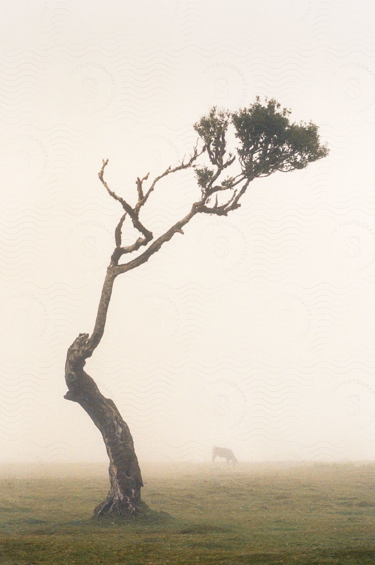 A single cow grazes in a field, with a lone tree silhouetted against a foggy sky in the background.