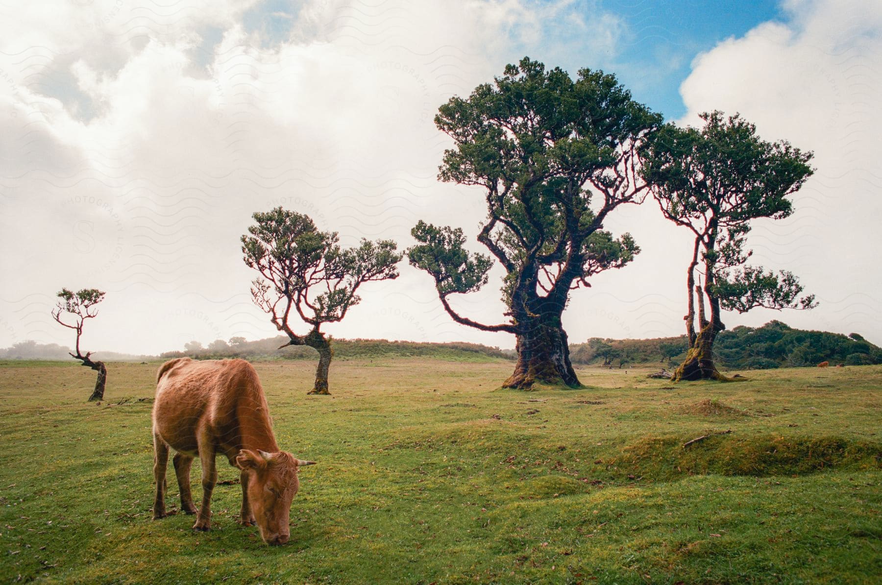 Brown-haired ox eating grass in a pasture with some trees around