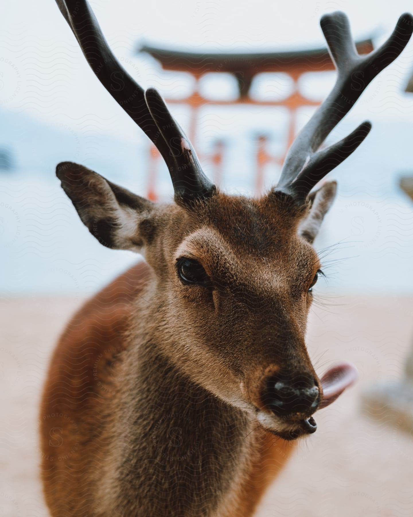 A deer looking forward while its tongue is out of its mouth and to its left side and it has black branches