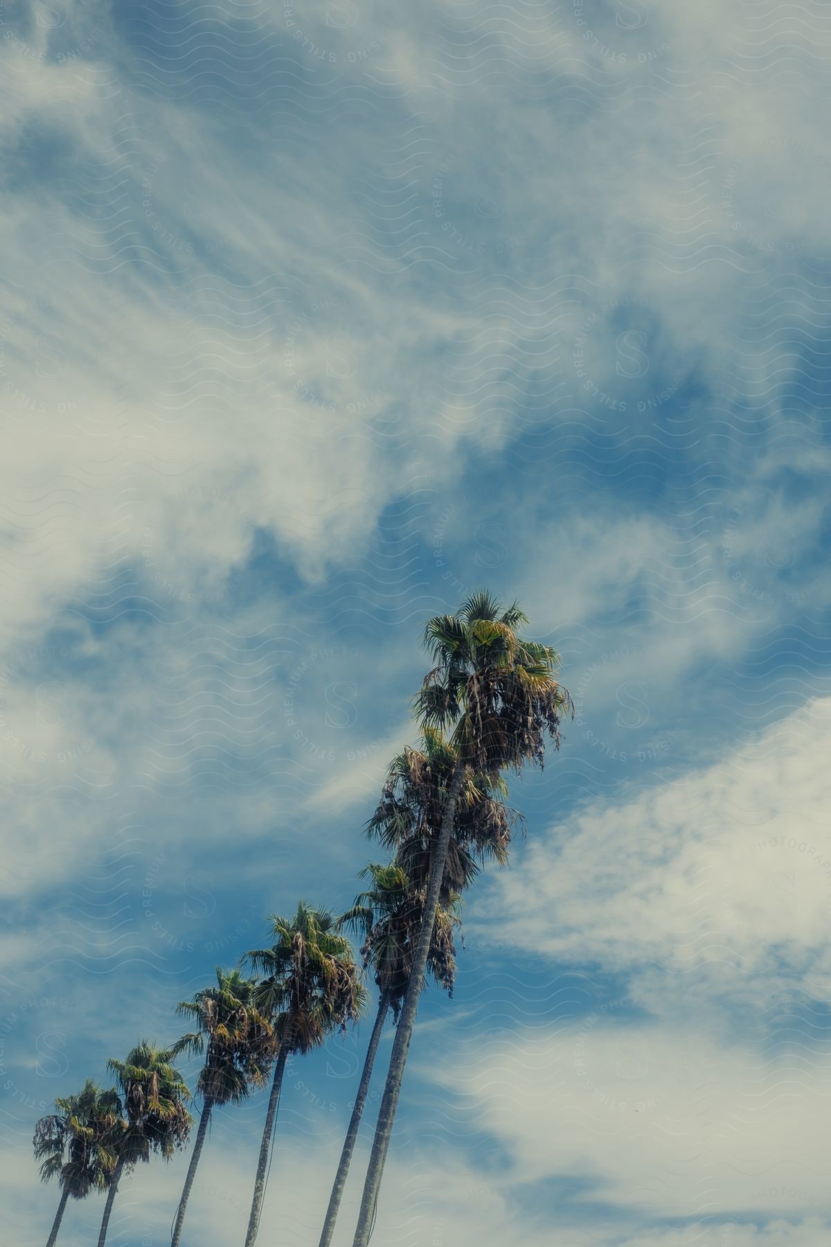 View of tropical palm trees in a bluish sky with clouds.