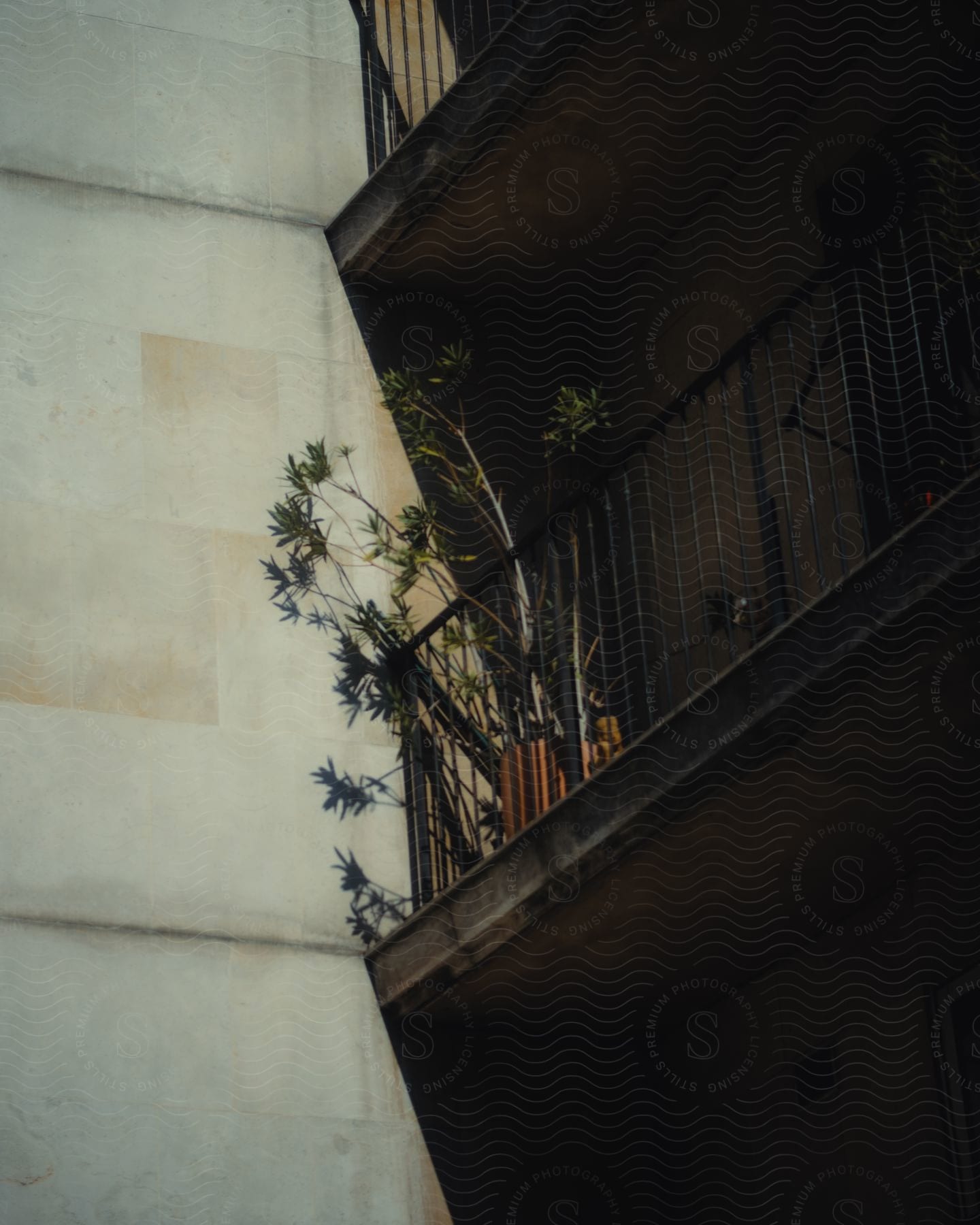 A potted plant sits on a balcony outside a building