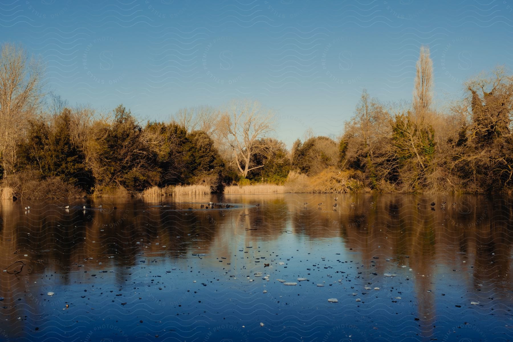 A lake with water reflecting the surrounding landscape and floating debris surrounded by trees and bushes under a clear sky.