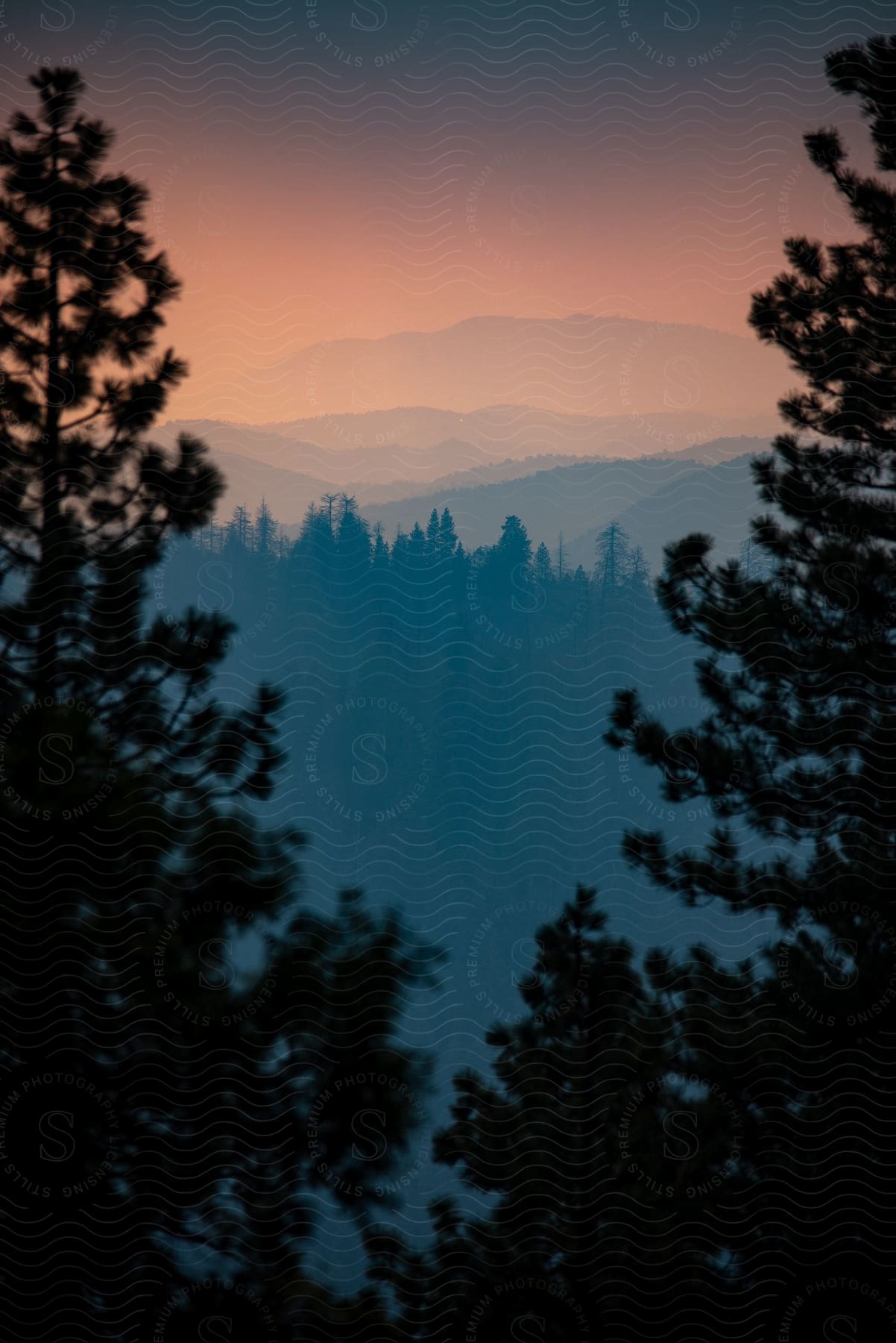 A large forest at night fall