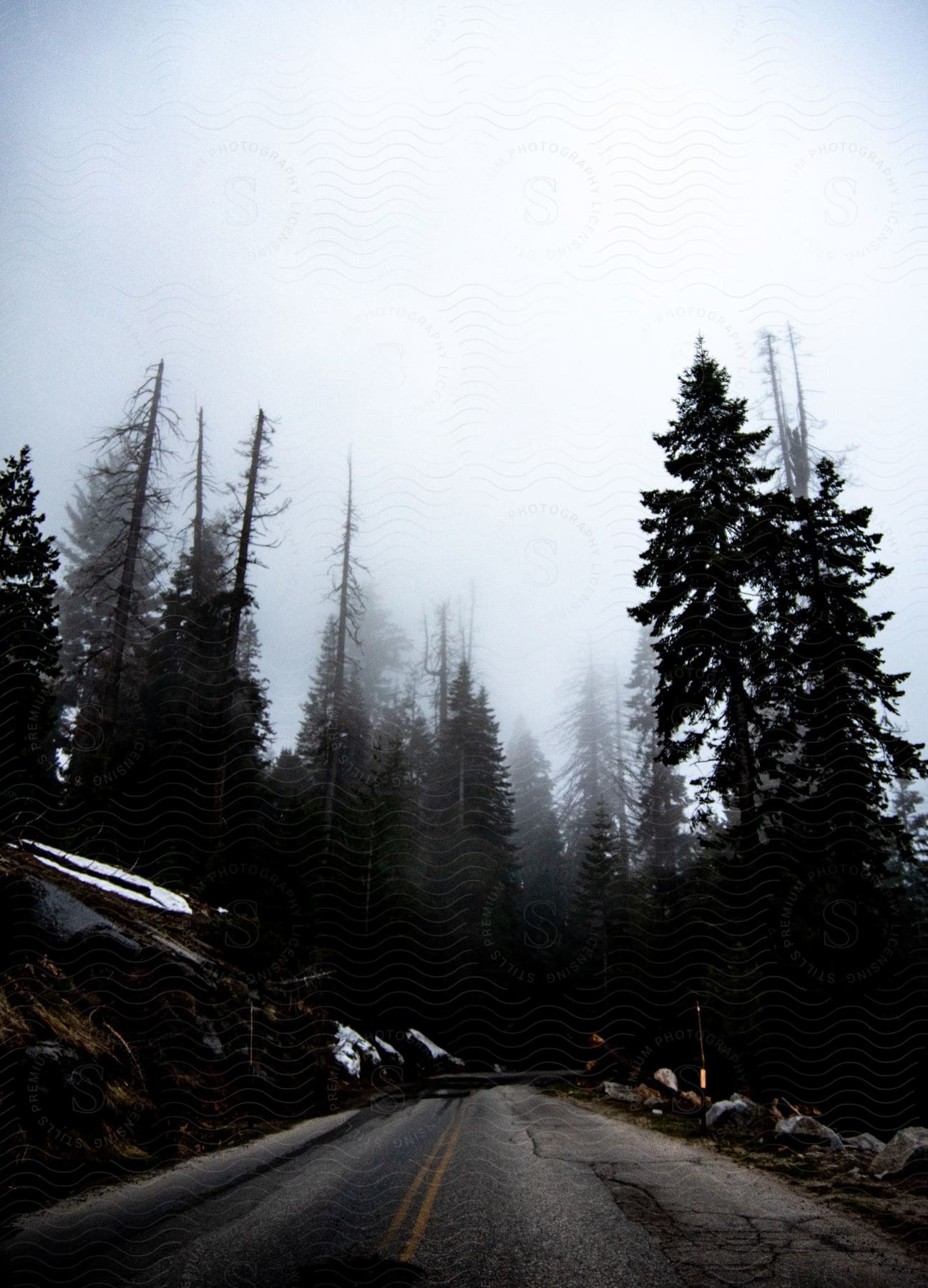 A desolate, misty road, surrounded by tall, dark trees, creates a mysterious atmosphere.