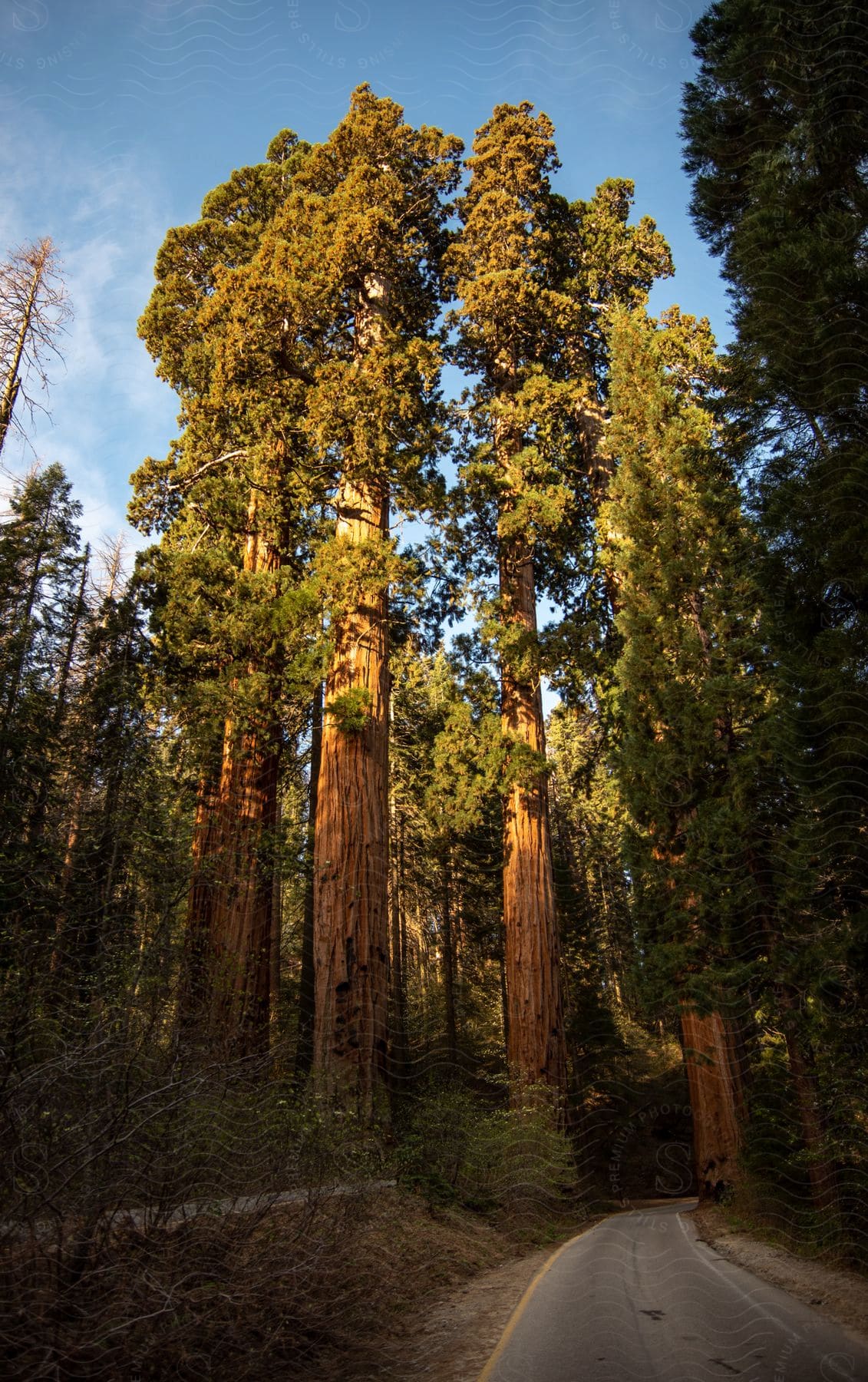 Road running through a forest of tall redwood trees