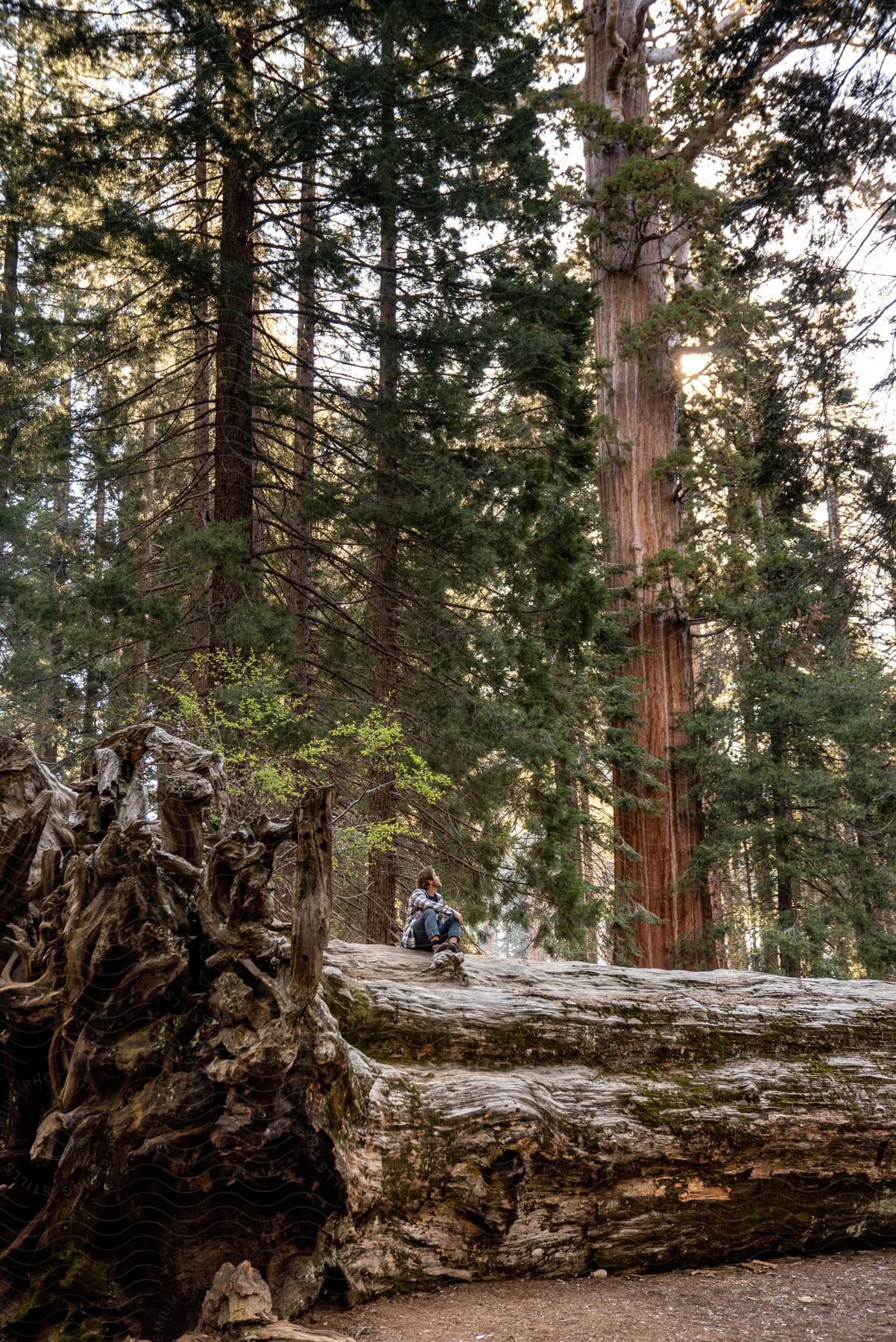 Two people sit on a fallen giant sequoia tree amidst a forest of towering trees.