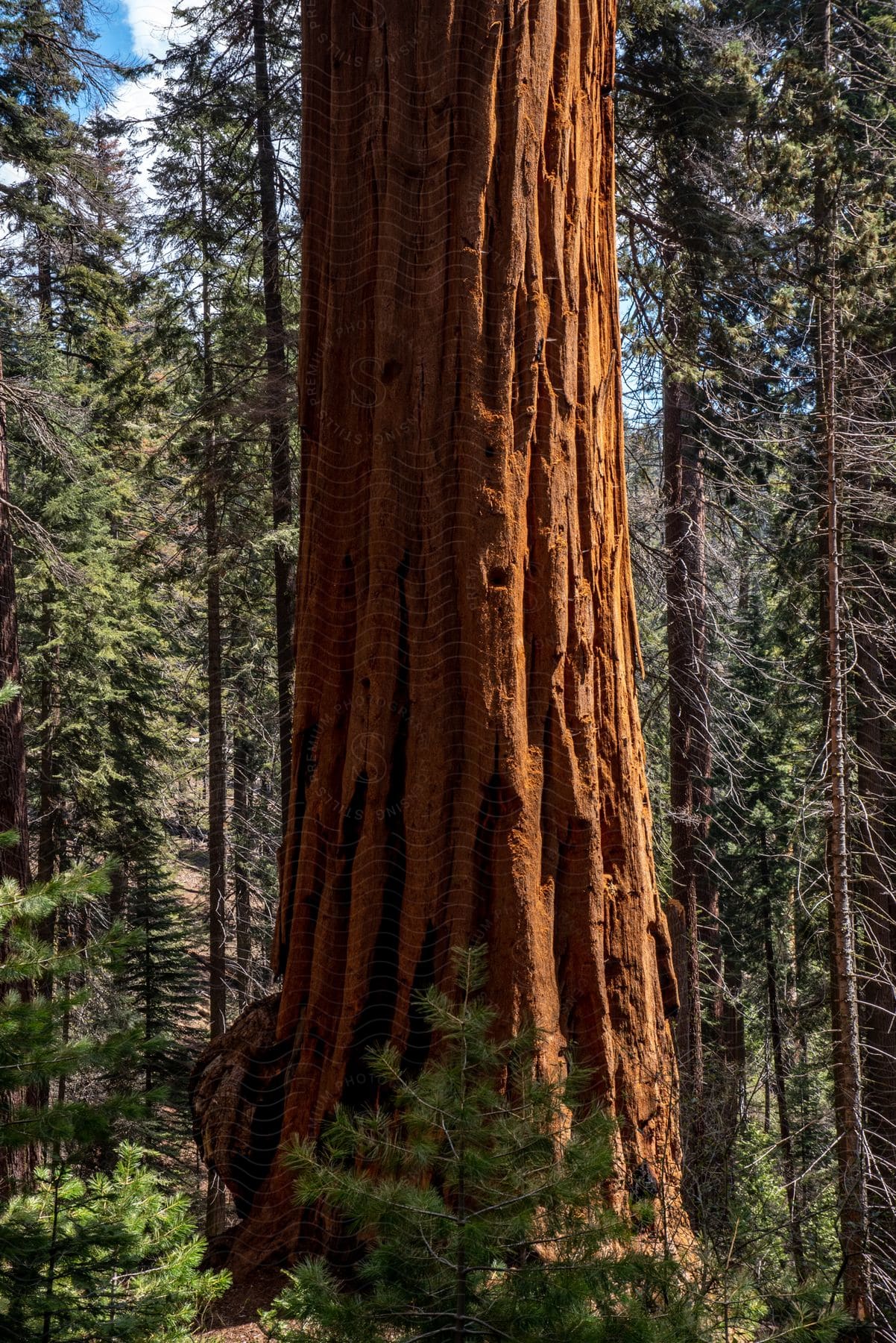 Trunk of a tall redwood tree in the forest