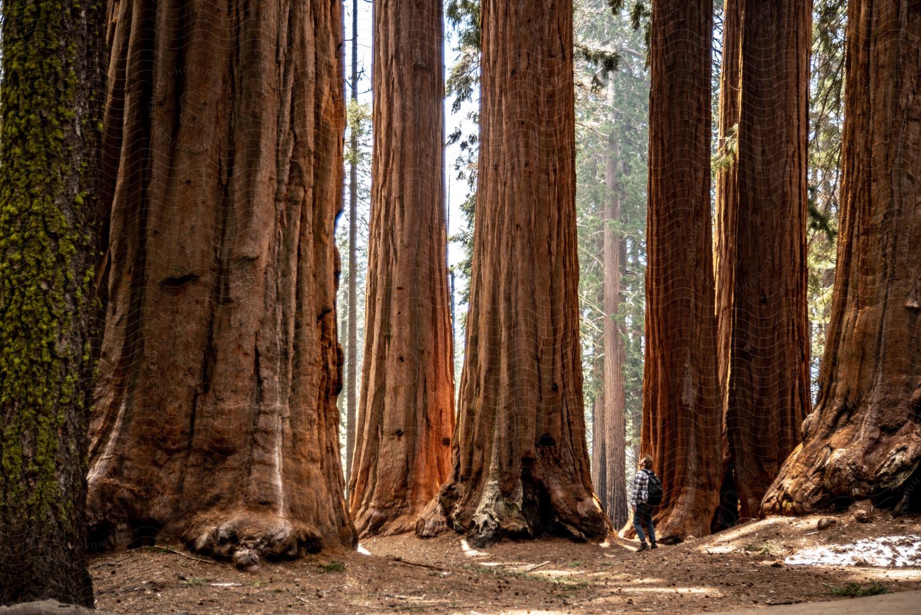 Man standing among giant sequoia trees in a forest.