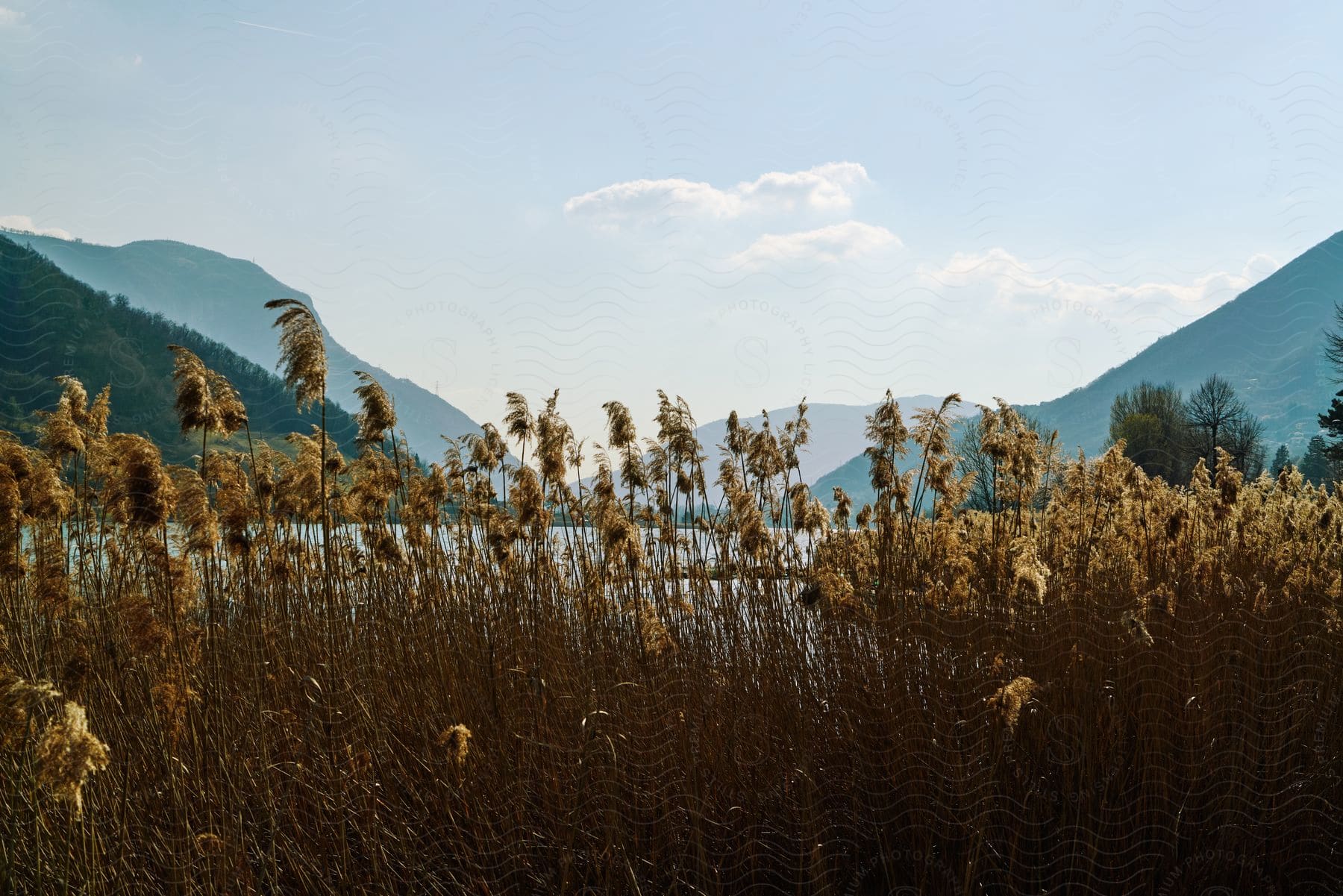 Tall grass sways in a field with mountains in the distance and a calm lake reflecting a few clouds.
