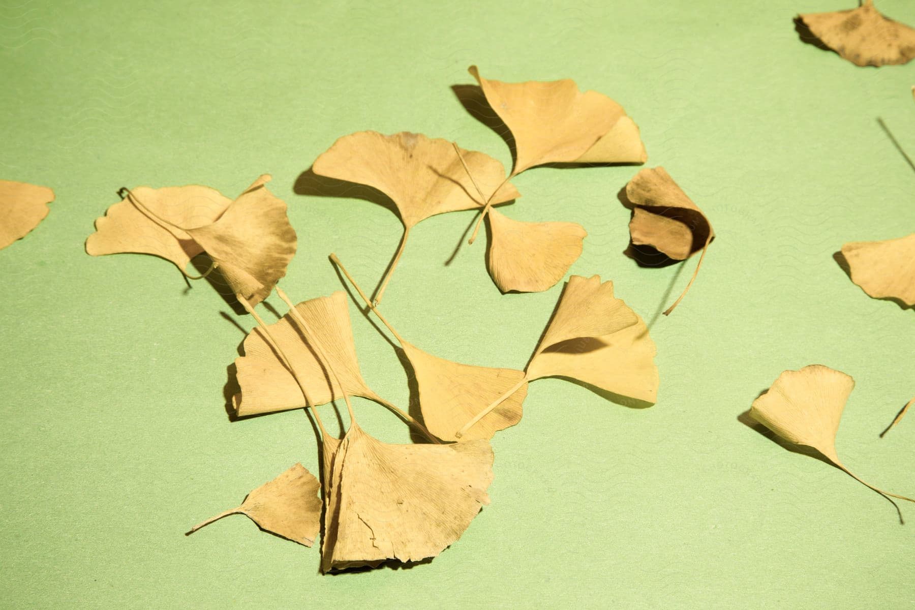 Still life of dry leaves on a light green background