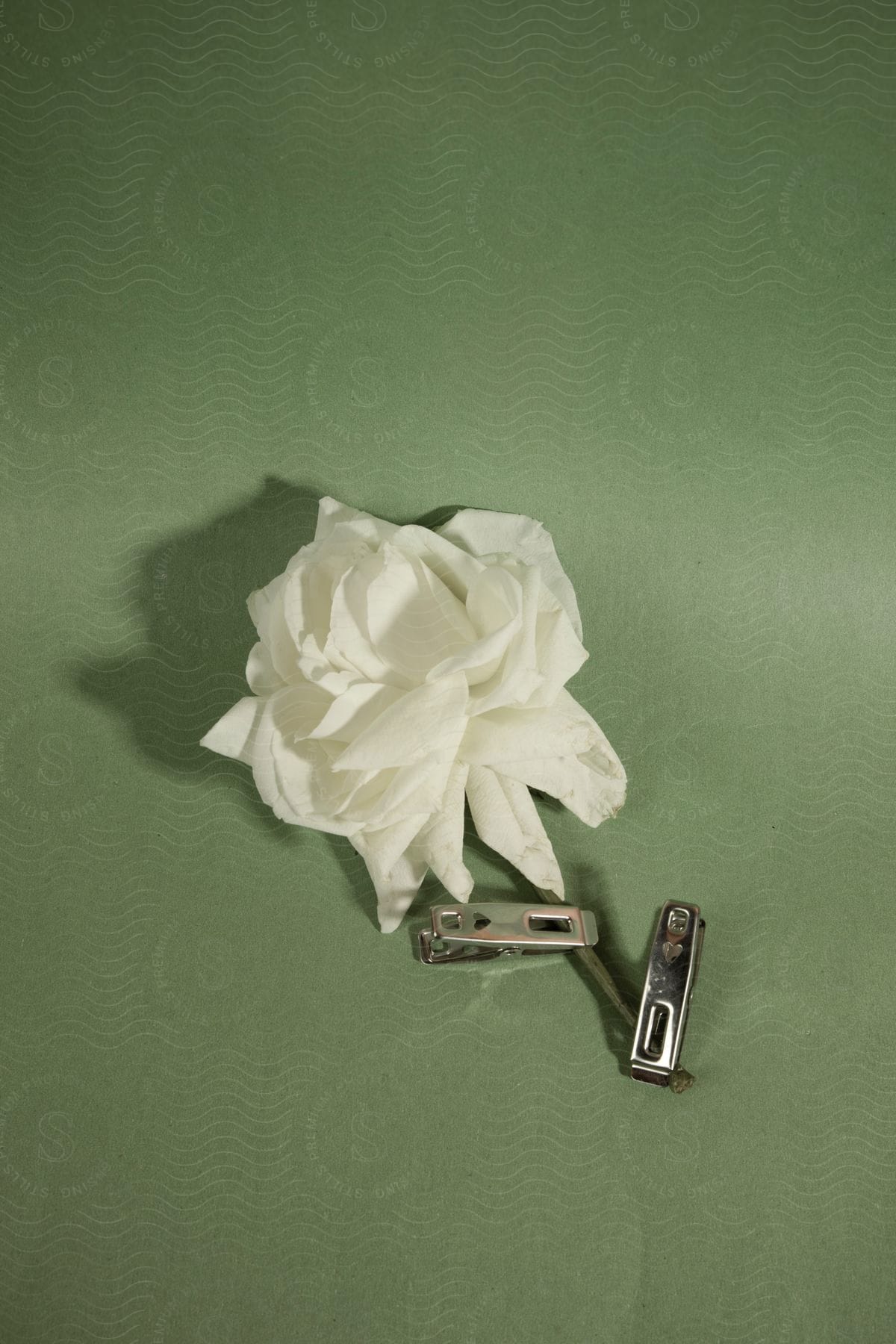 A white rose with metal clips on its stem.