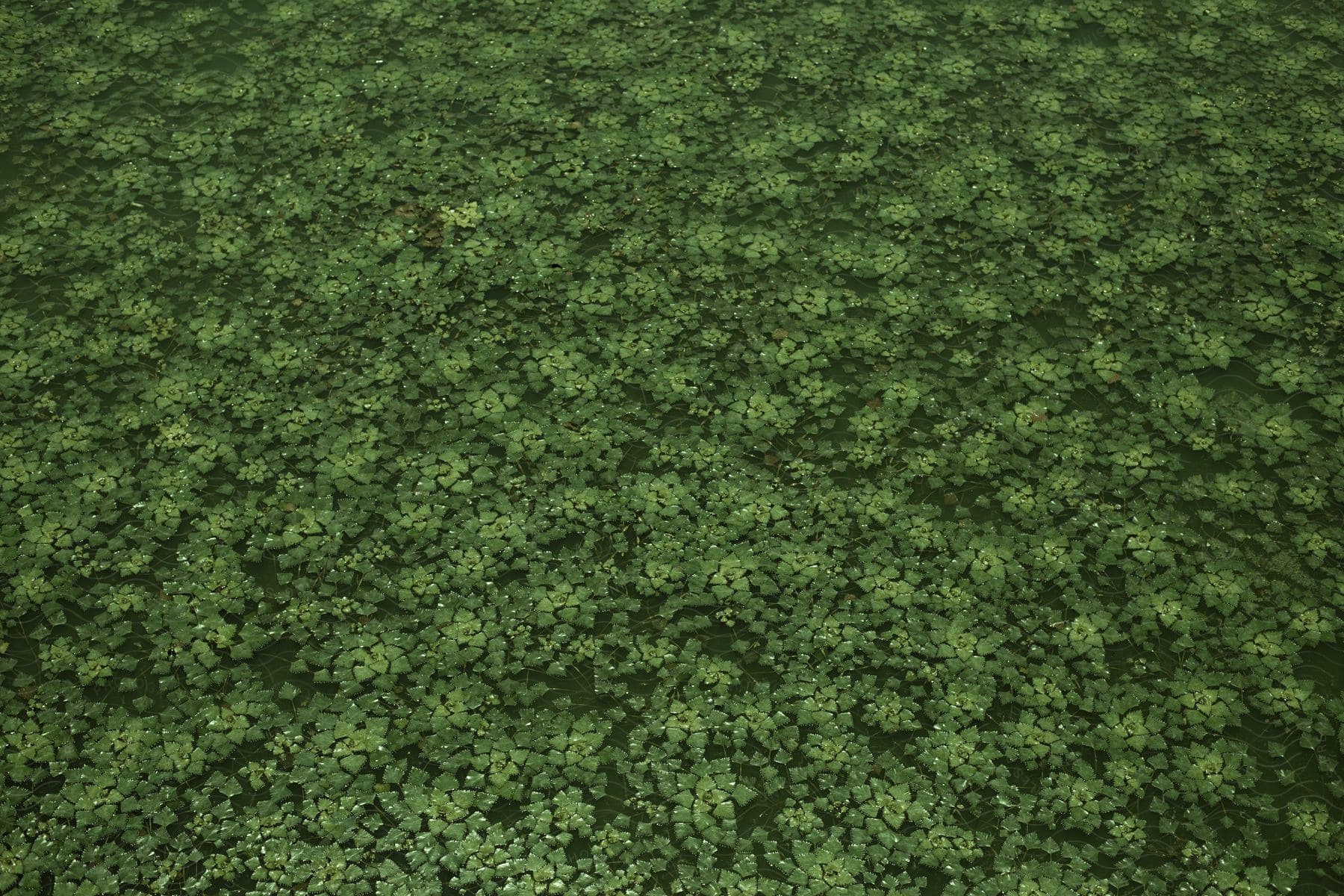 Green water plants covering a pond surface.