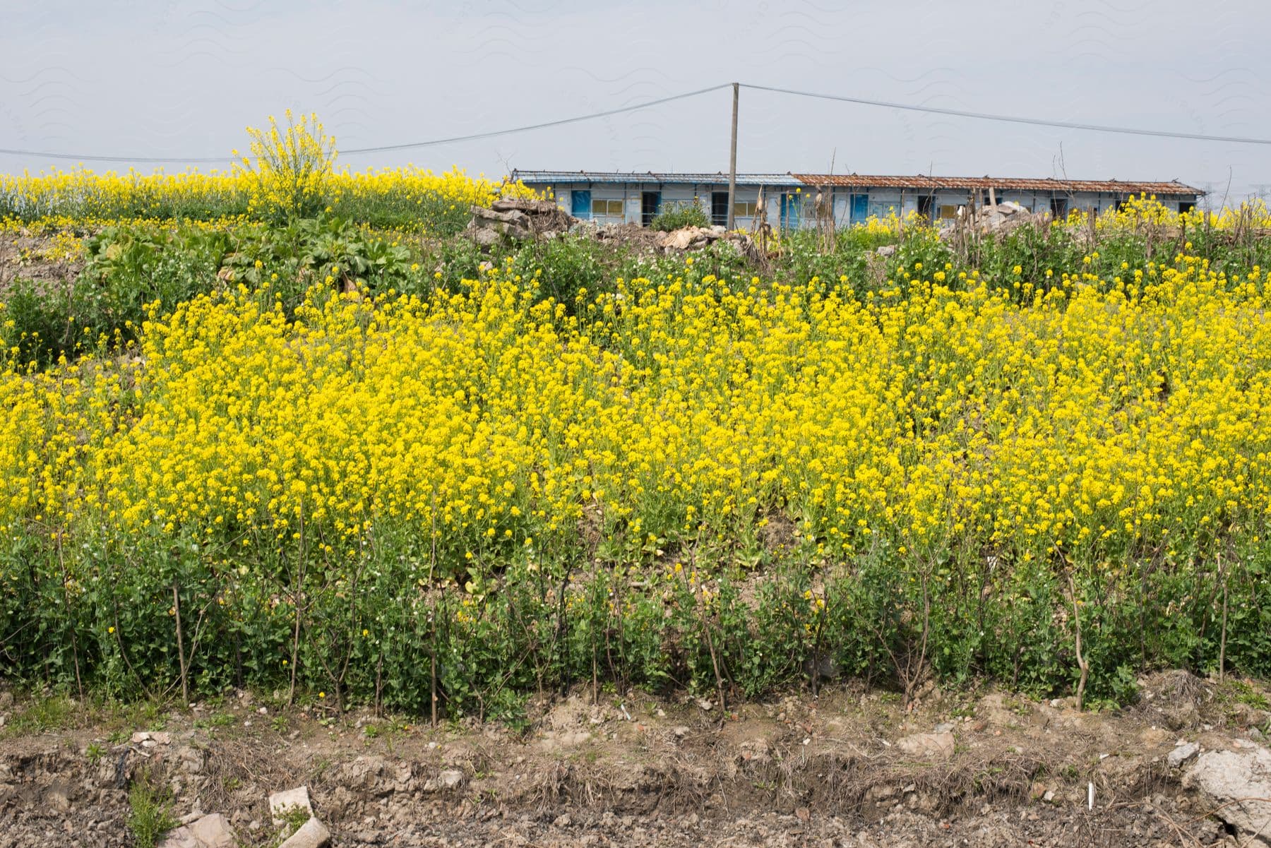 A yellow flower field stretches toward a building in the distance.