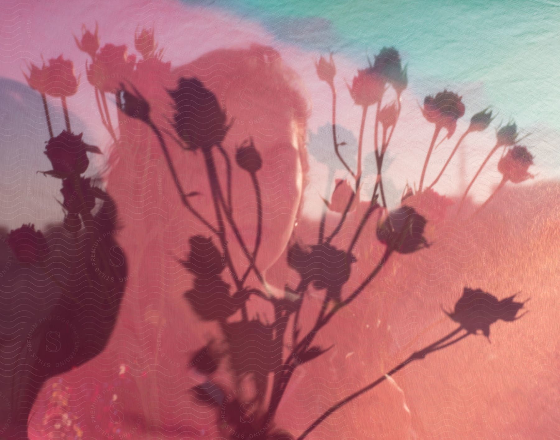 Multiple displays of flowers and in the background the face of a young woman in a mix of sea and natural environment.