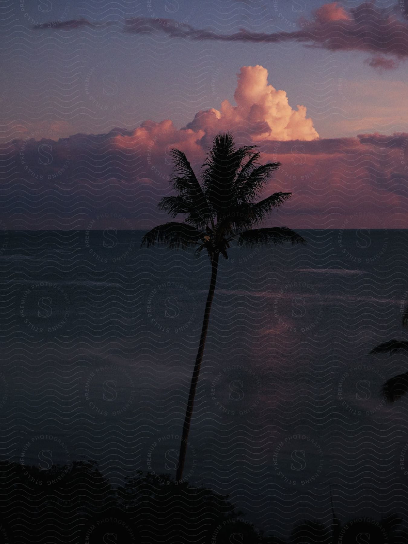 A single palm tree rises above a coastal area