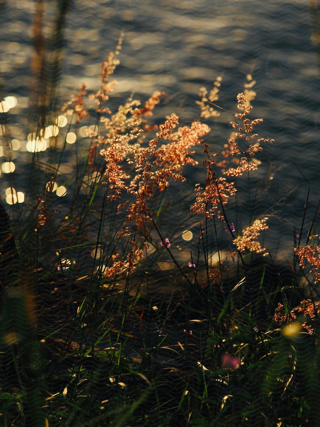 Sun shines onto multiple plants flowering on the shore of water with waves.