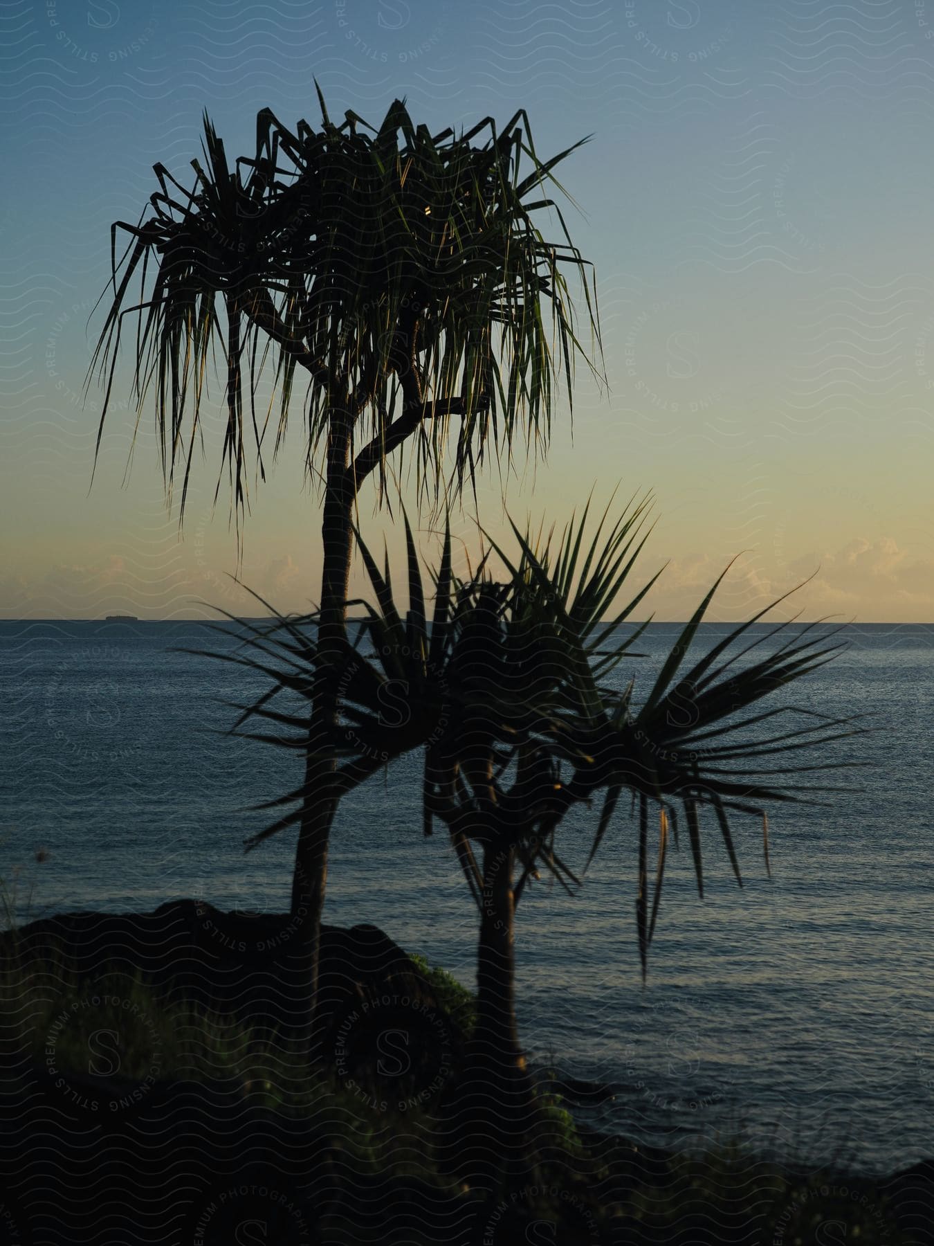Palm trees stand along the coast at dusk
