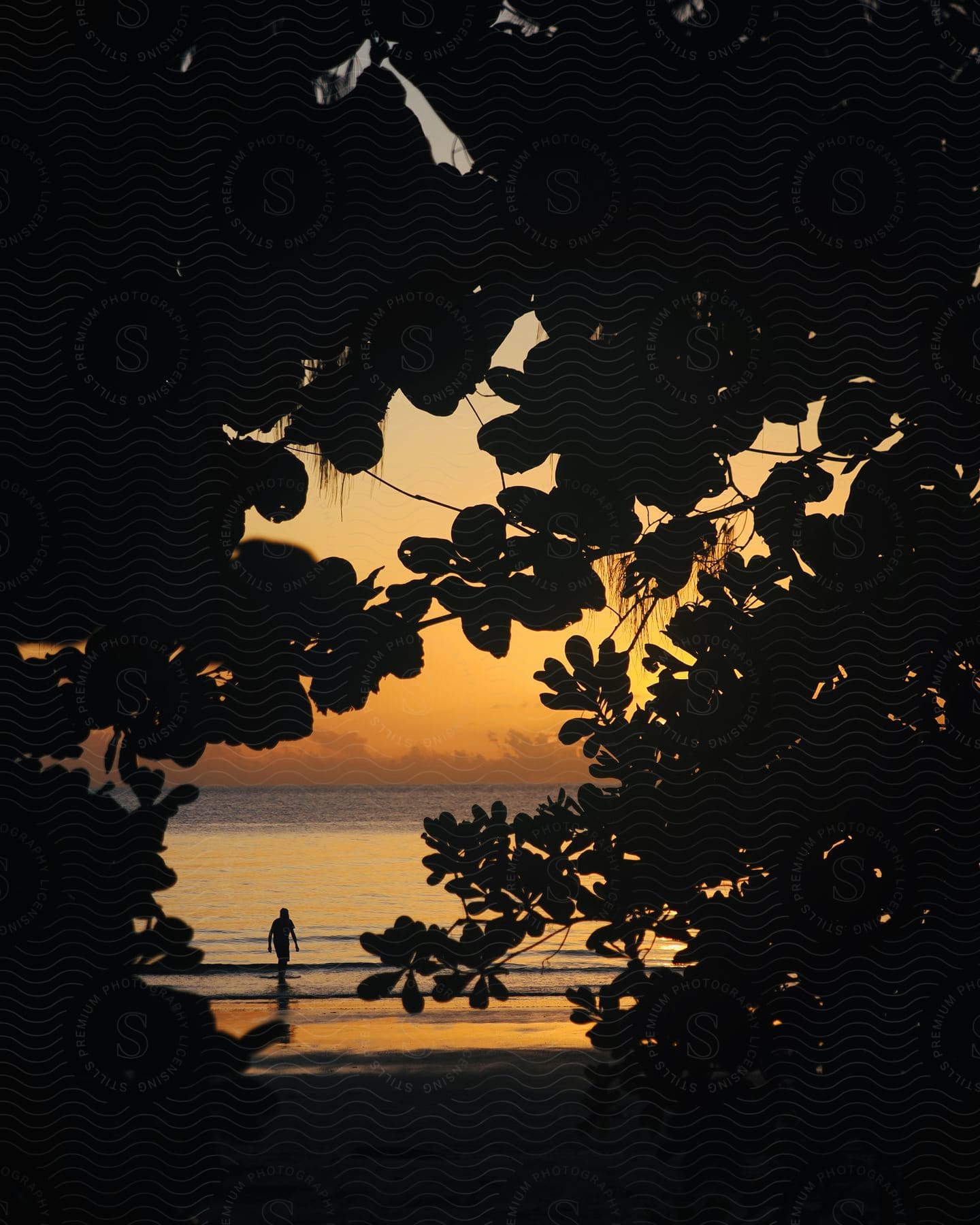 Scenery with the silhouette of tropical leaves and a person on the beach on a morning with an orange sky.