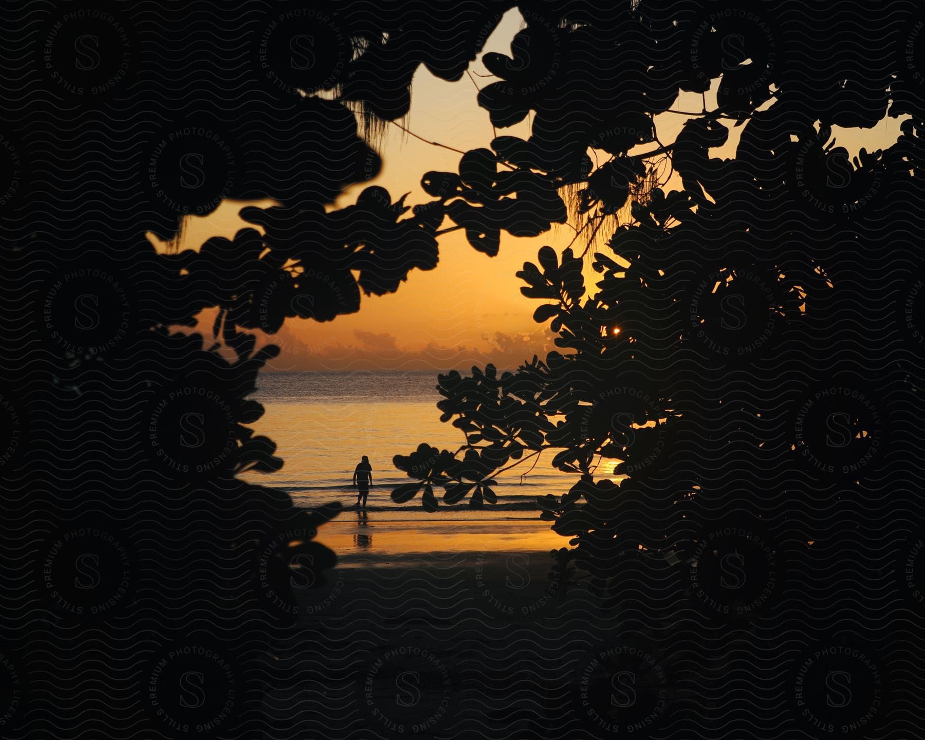 A silhouette of a person walking along a beach at sunset, with the sun's reflection on the water and the foreground scattered with shadowed leaves and branches.