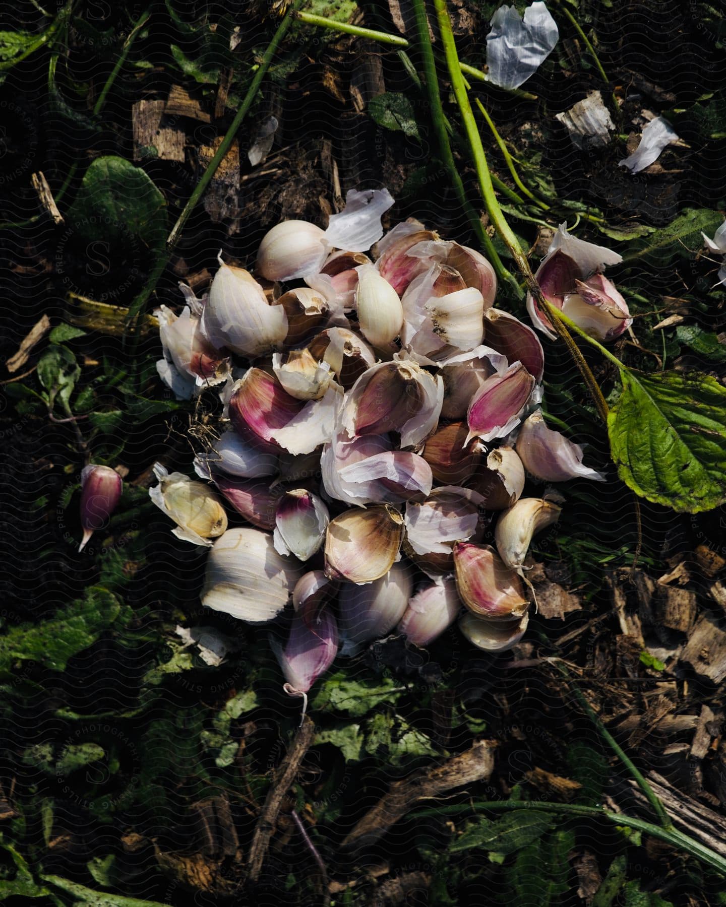 A pile of garlic cloves lay scattered on the ground, their skins partially peeled, revealing the white and slightly purple flesh.