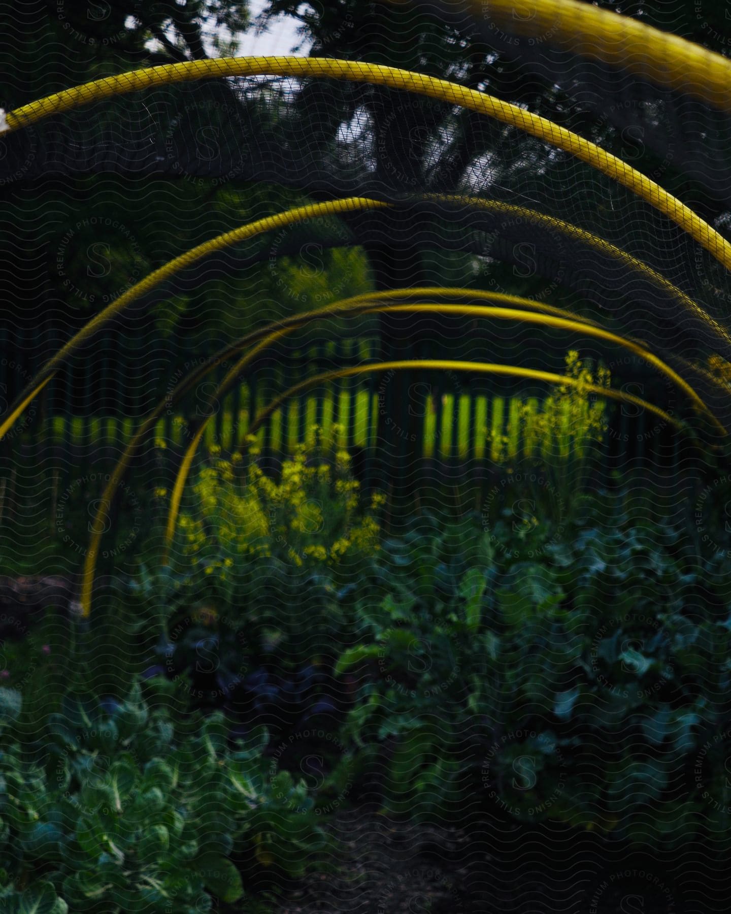 A garden with green plants, covered by a yellow net in the shape of an arch.