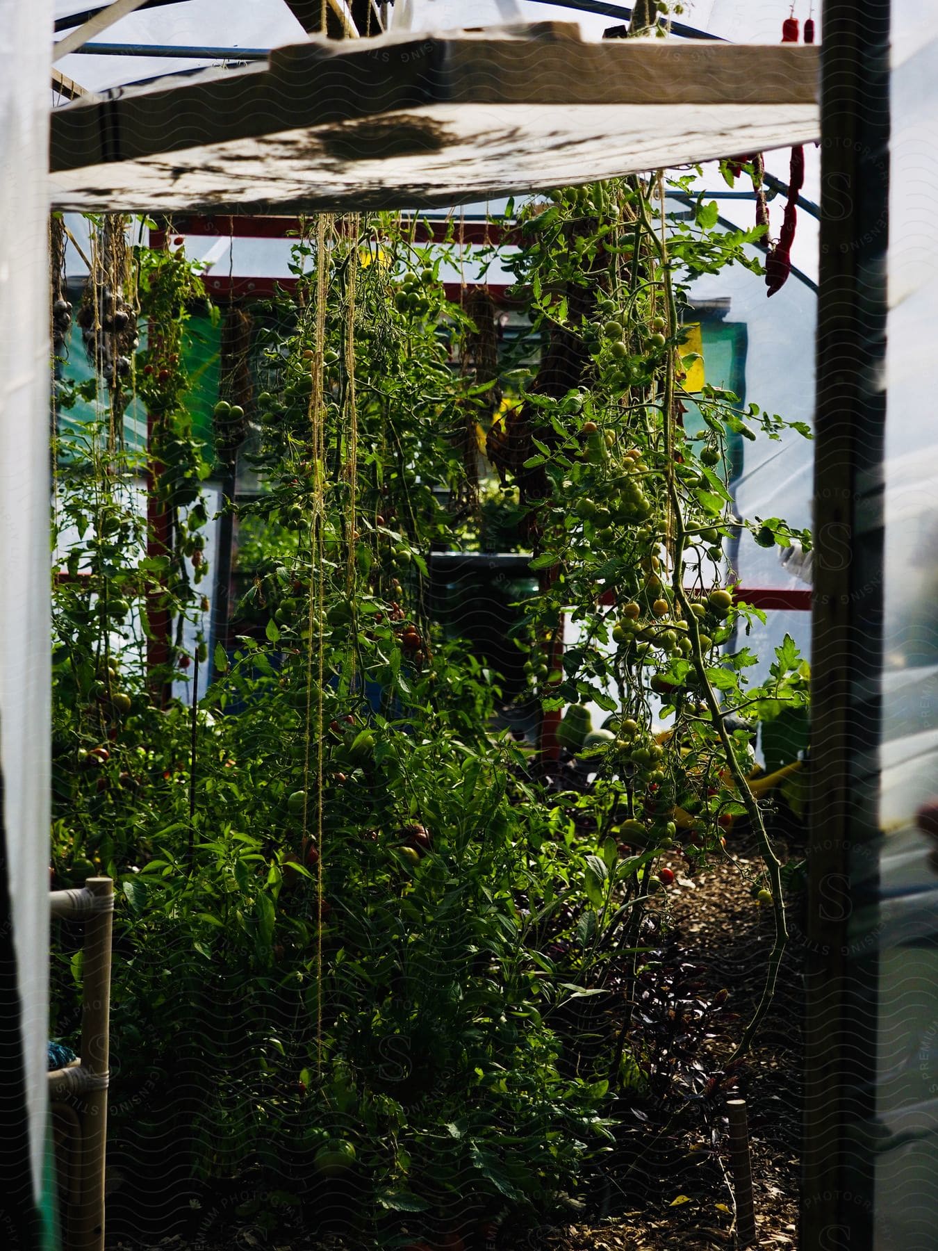 Stock photo of plants are growing tall inside a greenhouse