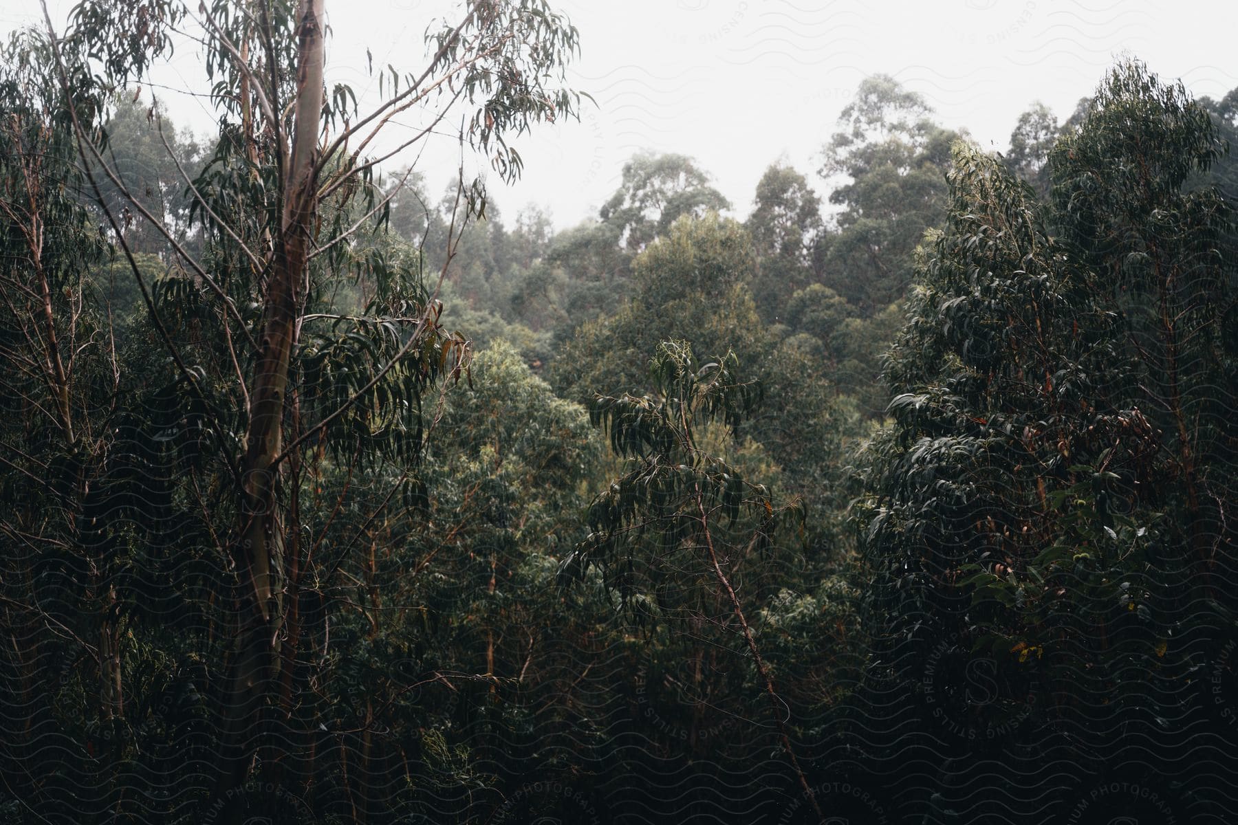 A dense, mysterious forest shrouded in mist.