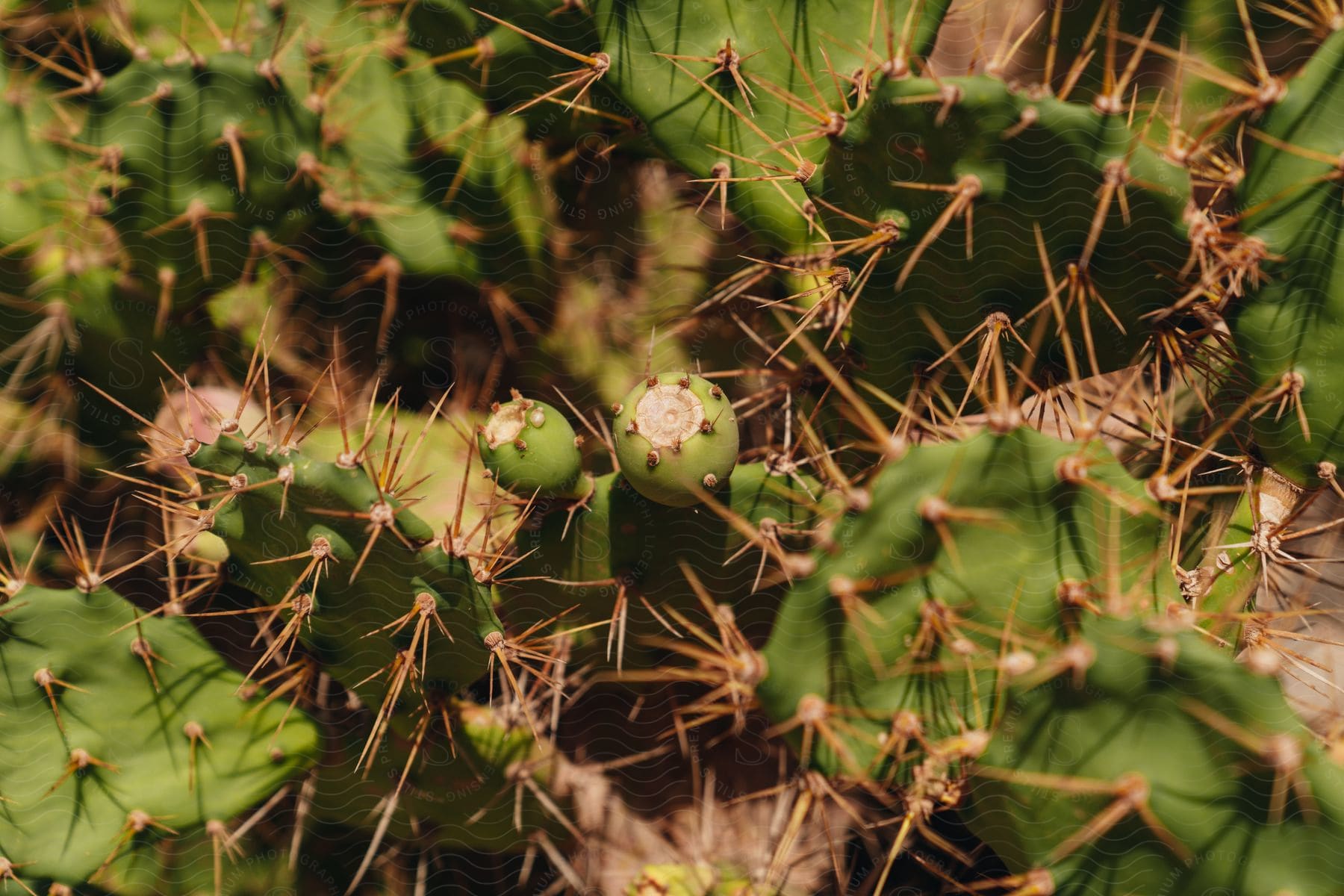 A close up view of some fruit on cactus on a sunny day