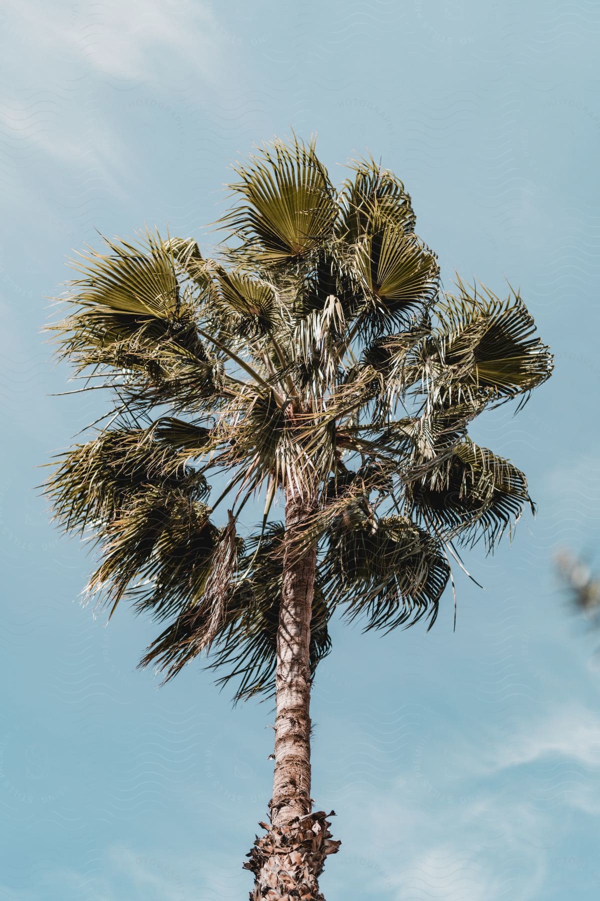 A towering palm tree sways gently against a clear blue sky.