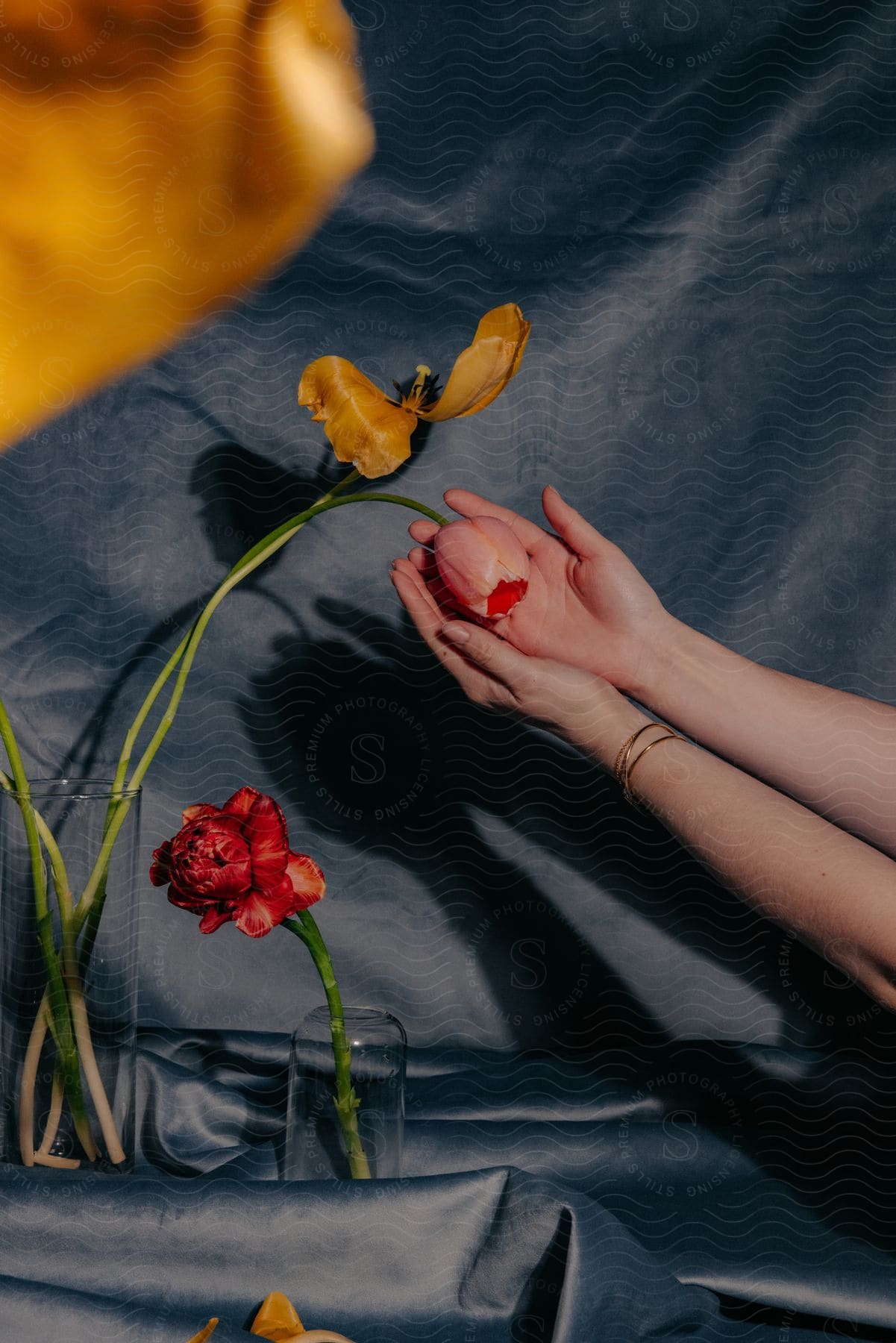 Hands holding a red flower against a dark fabric