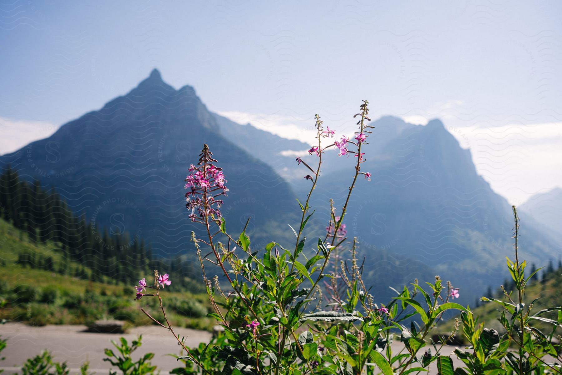 Pink wildflowers in focus with a blurred background of mountain peaks under a clear sky.